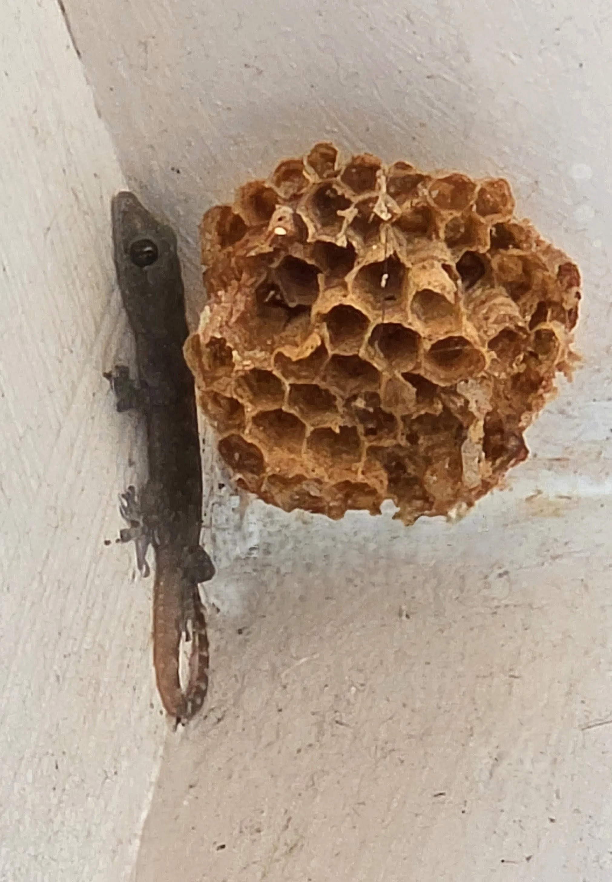 2026-7-4 - Tiny baby Gecko.jpg