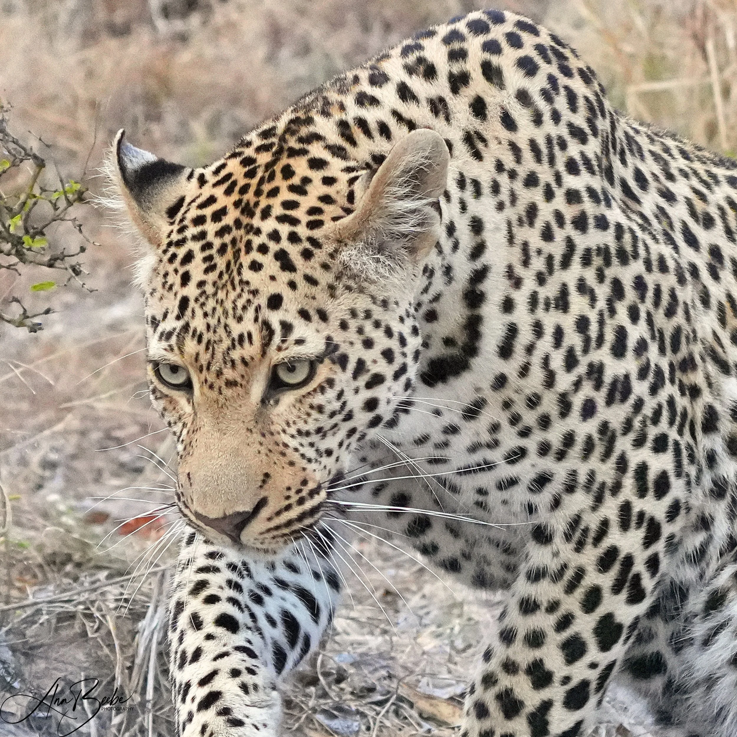 Leopard Nenhe - Arathusa - signed.jpg