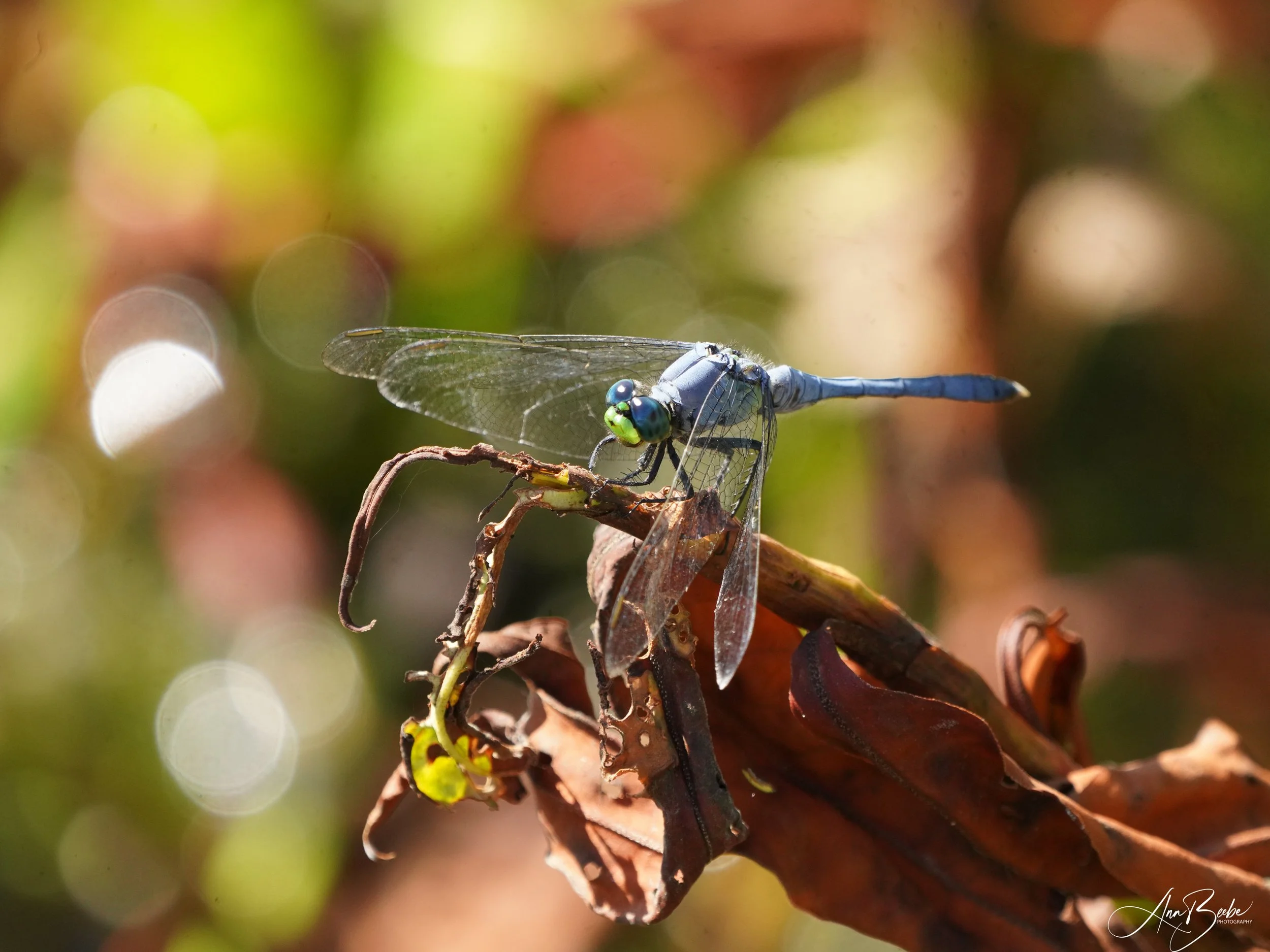 Blue Dasher - Orlando Wetlands - signed.jpg