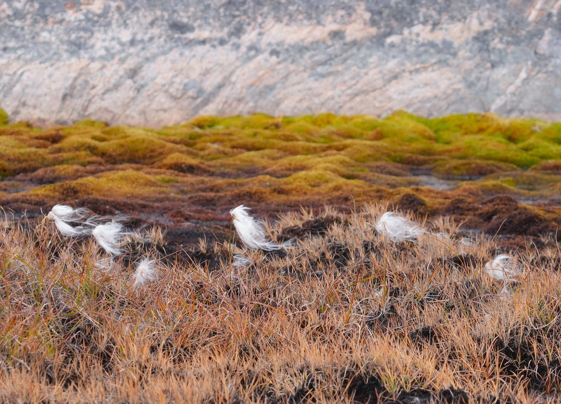 2026-8-31 - Ilulissat - cotton plant 1.jpg