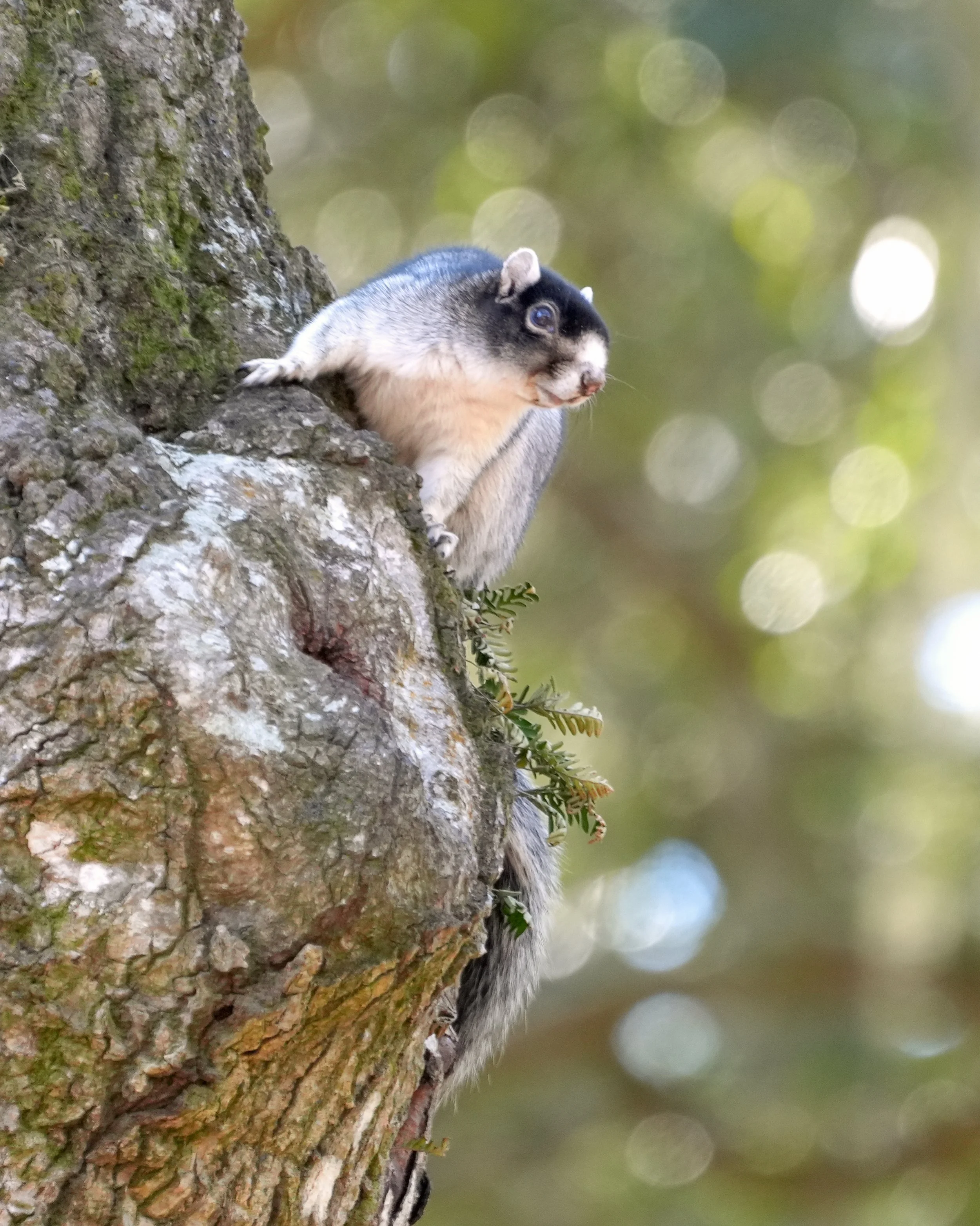 2026-2-8 - Fox Squirrel 1.jpg