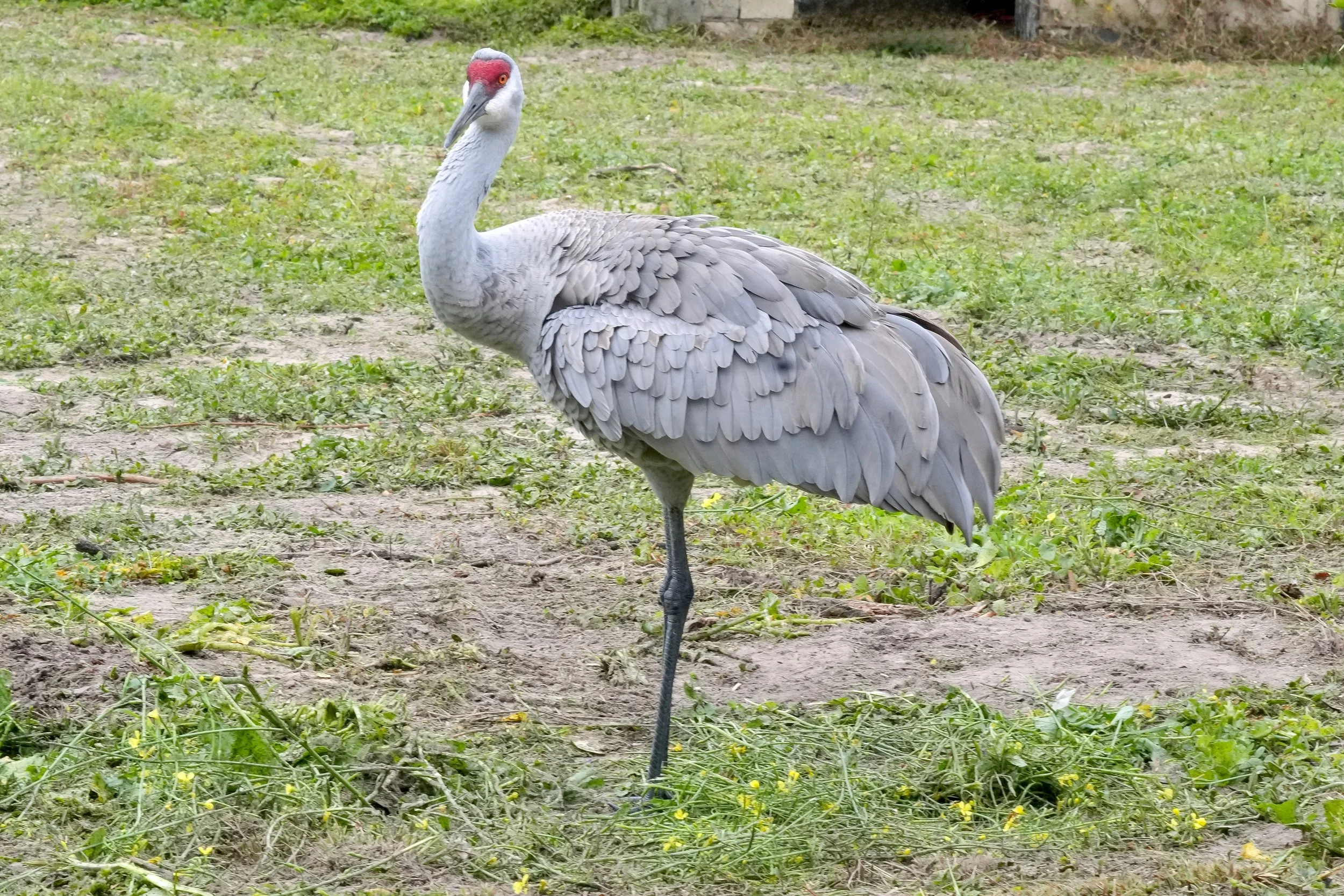 2026-1-7 - Eustis FL - Sandhill Cranes 0 small.jpg