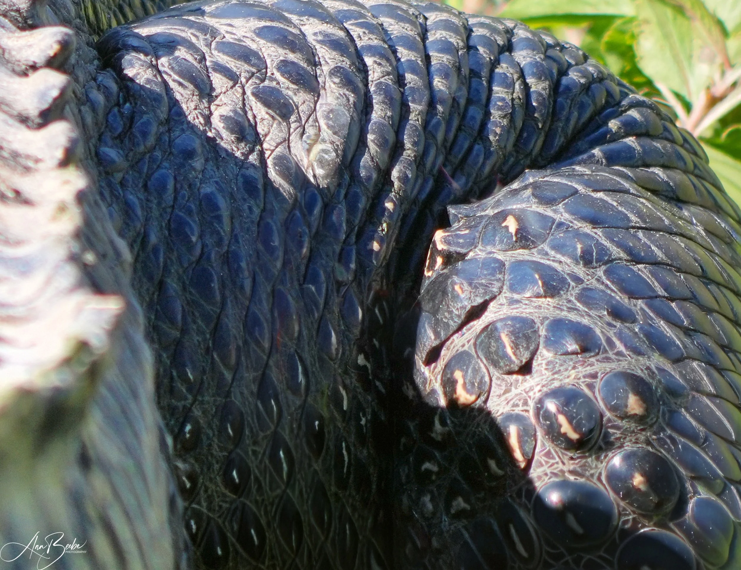 0 Abstract - Gator 2 - signed.jpg