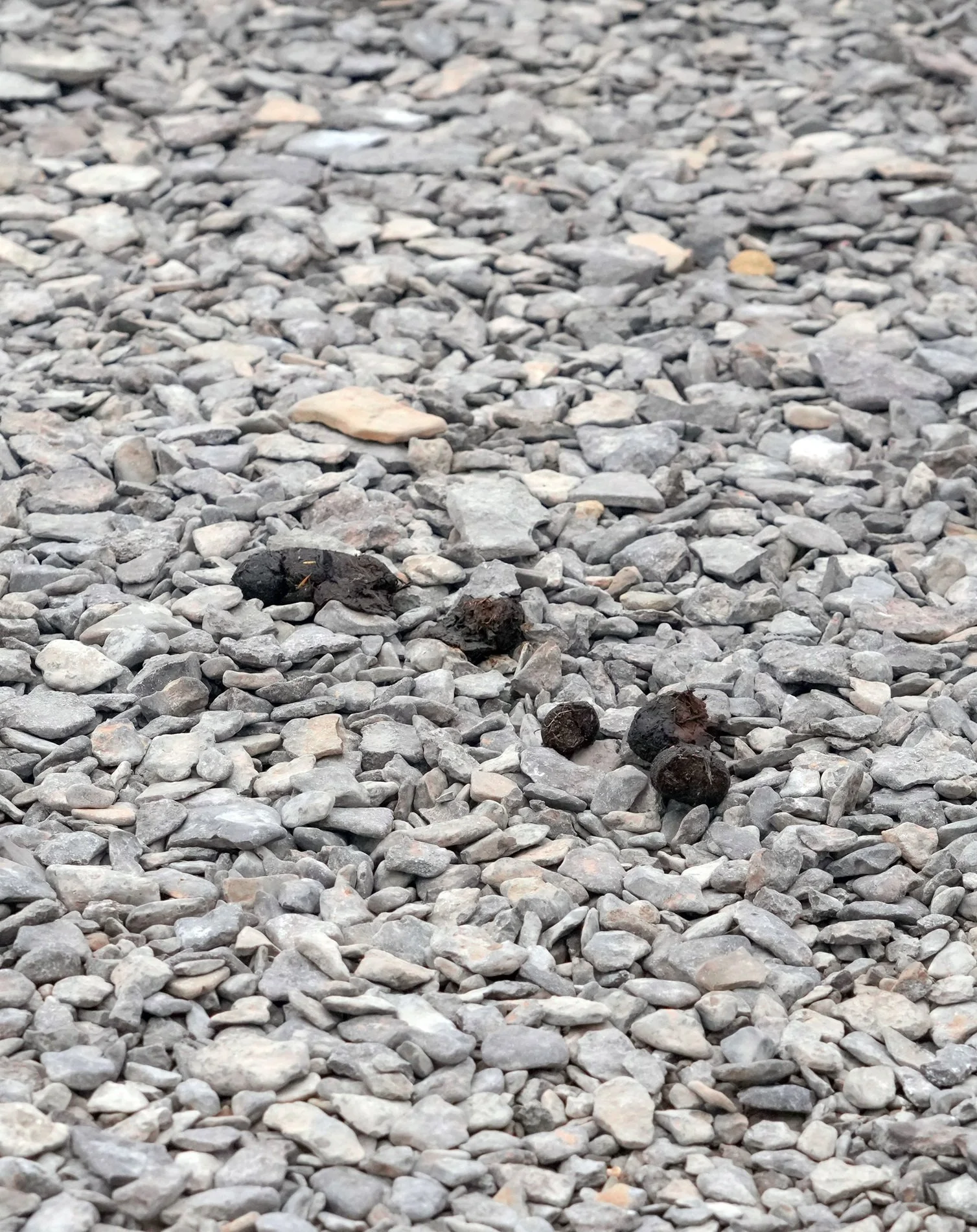 2026-8-26 - Beechey Island - Polar Bear poop - small.jpg