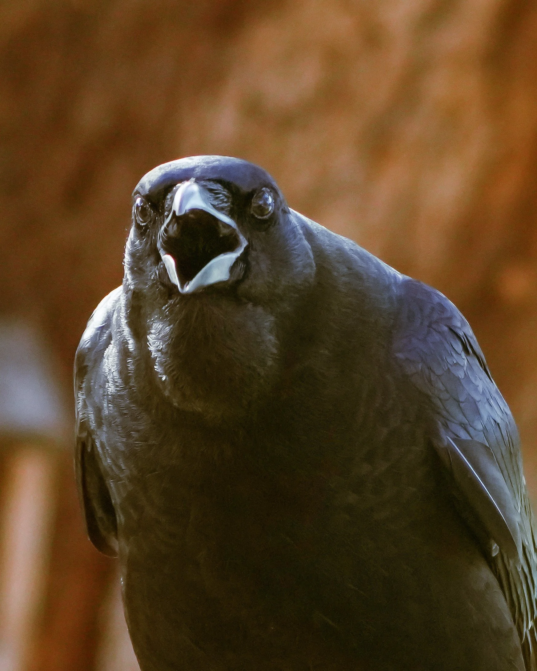 2026-1-12 - Eustis FL - American Crow cawing 1.jpg
