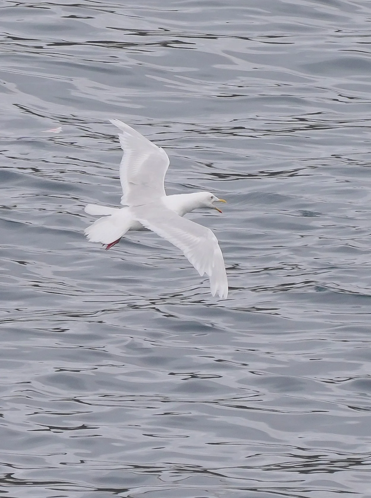 2026-9-1 - Sismiut - iceland gull 00 (4).JPG