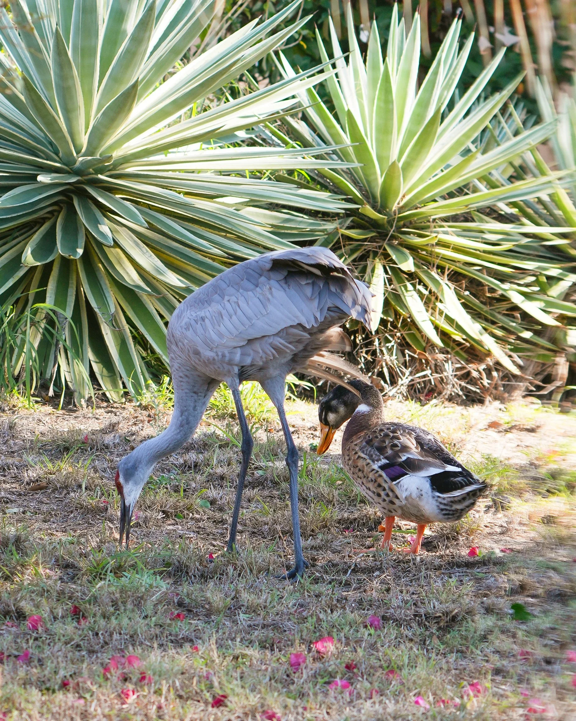 2026-1-19 - Sandhill Cranes with Mallard 6 small.jpg