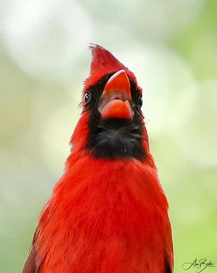 2026-5-19 - Cardinal - male - on phone wire - singing - close up - 1 signed.jpg