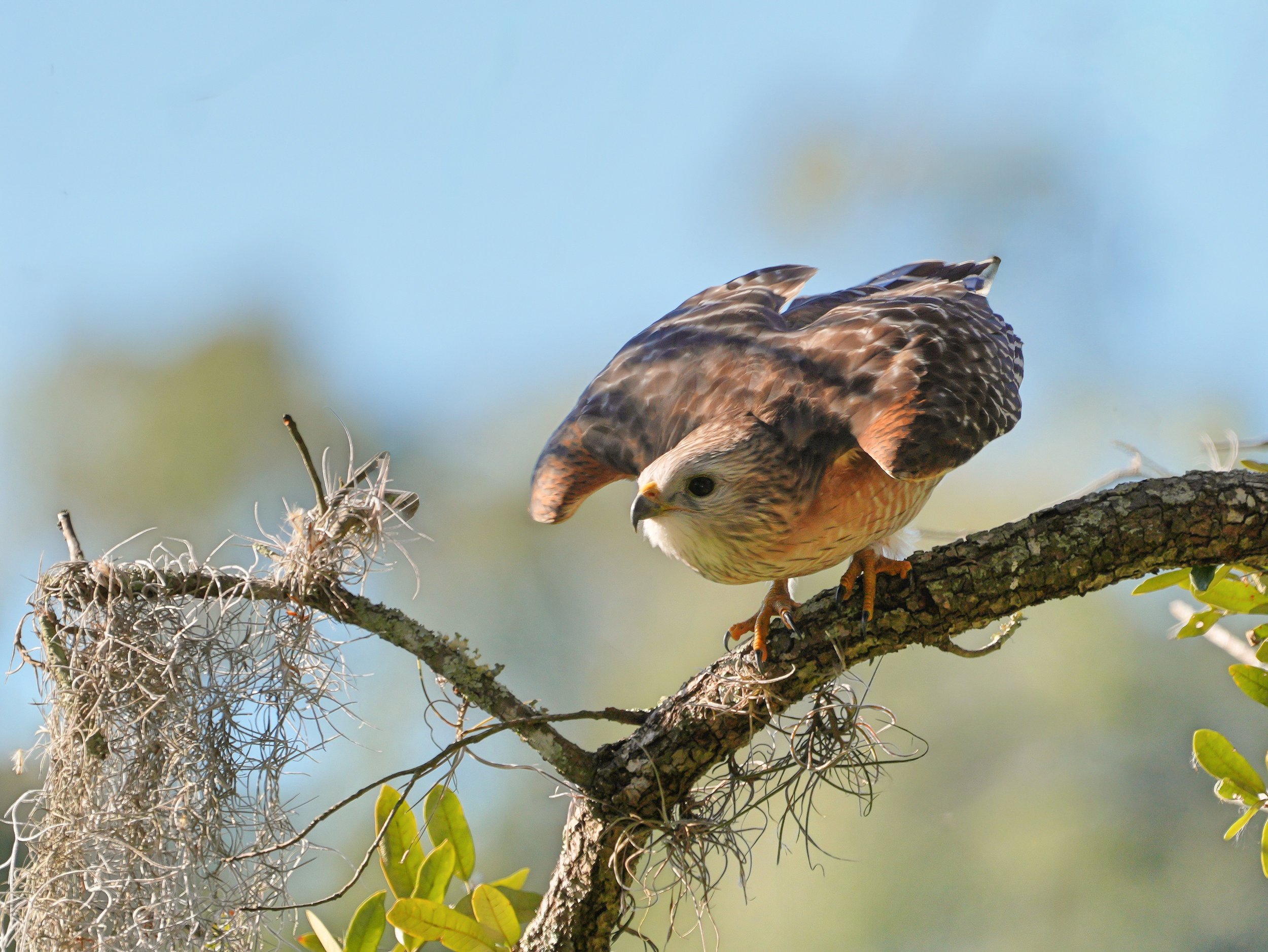 2026-1-27 - Red-shouldered hawk poised for flight 0.jpg