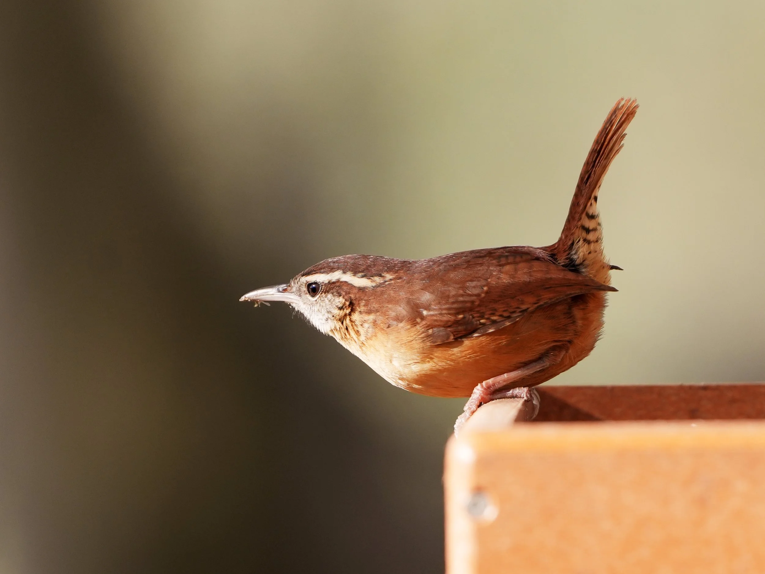 2026-1-27 - Carolina Wren 0 best 2.jpg