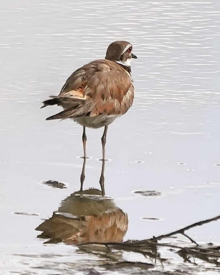 2026-5-17 -Killdeer 1.jpg