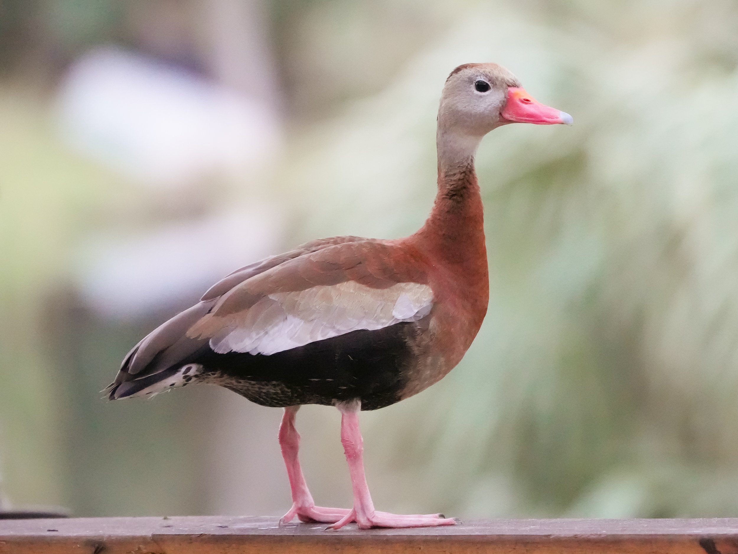2026-1-13 - Black-bellied Whistling Duck 0.jpg