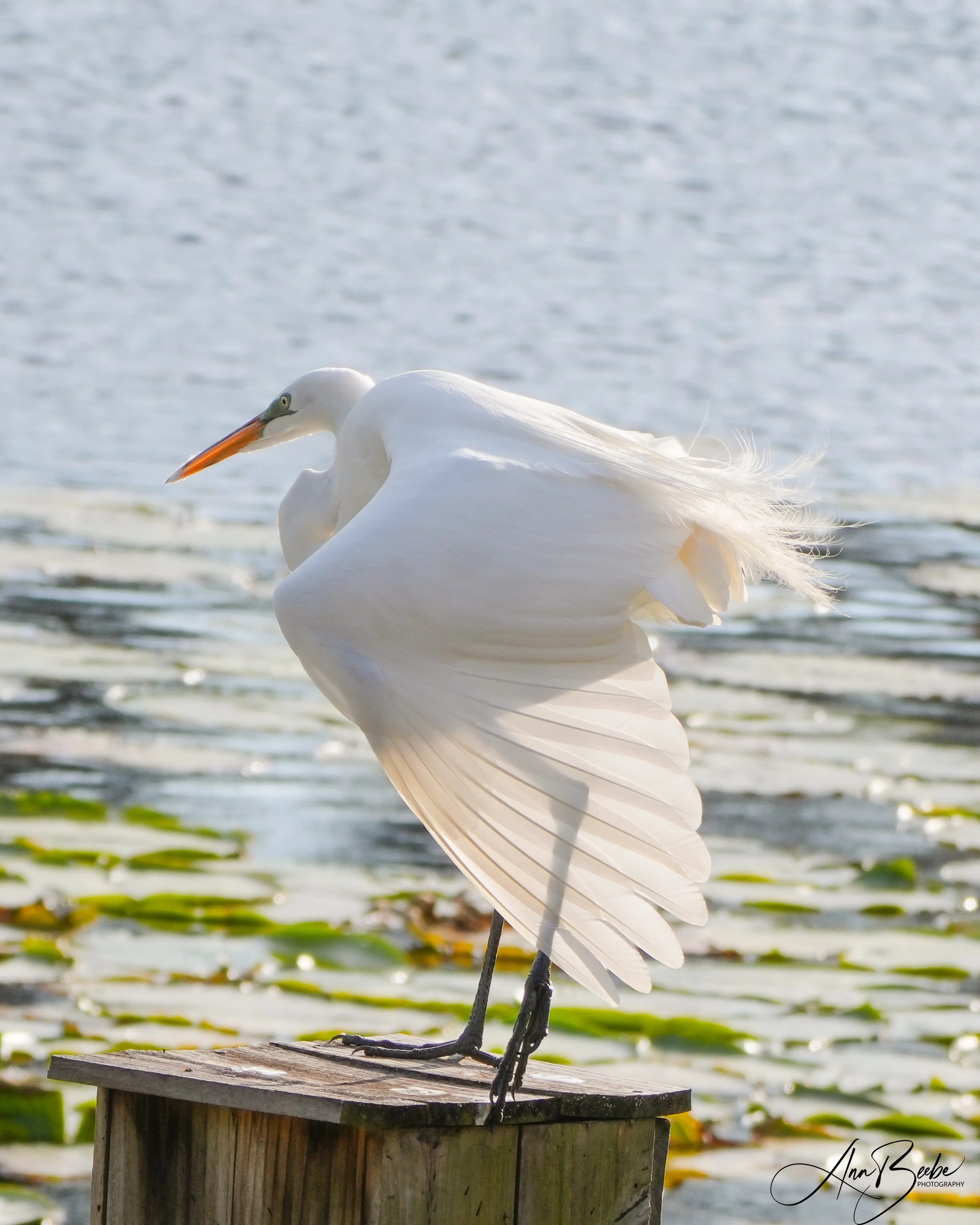 2026-2-26 - Great Egret with wing outstretched 1 signed.jpg