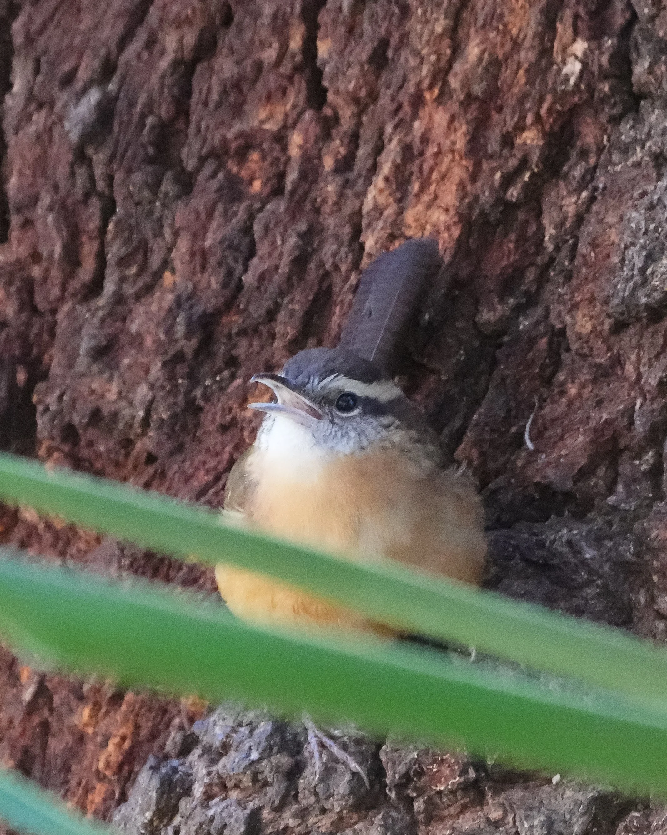 2026-1-1 - Eustis FL - Carolina Wren 1.jpg