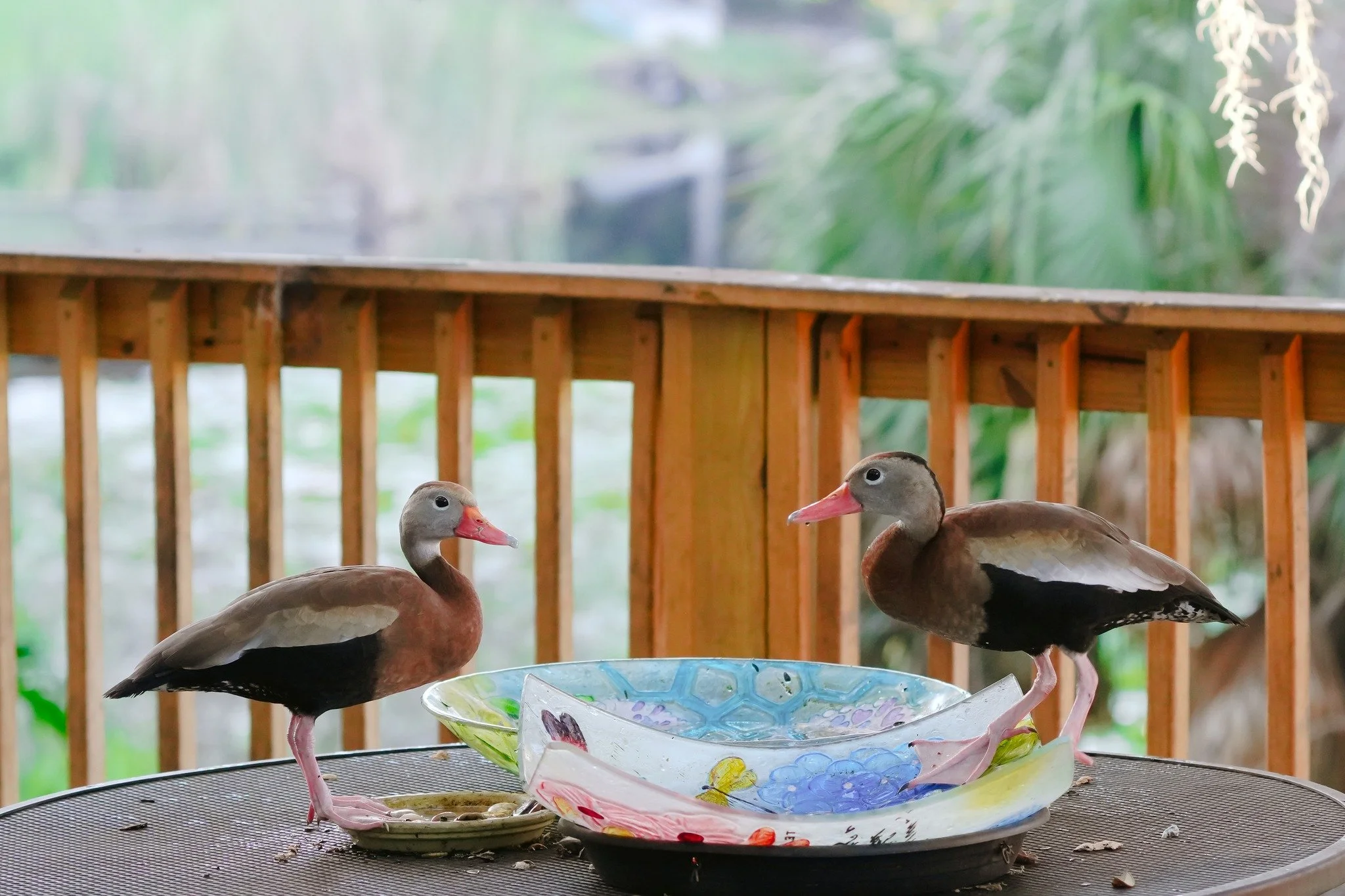 2026-4-21 - Black-bellied Whistling Ducks on my deck.jpg