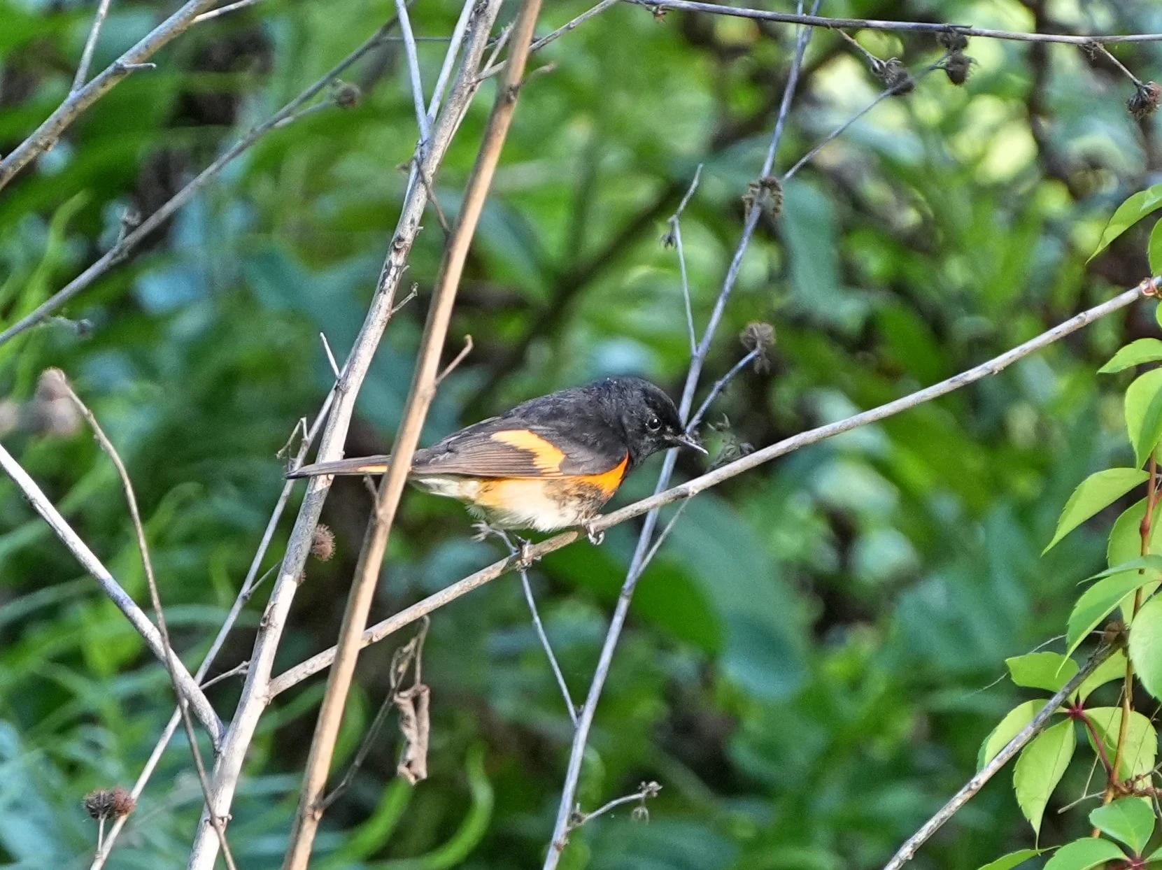 2026-5-4 - American Redstart in my yard.jpg