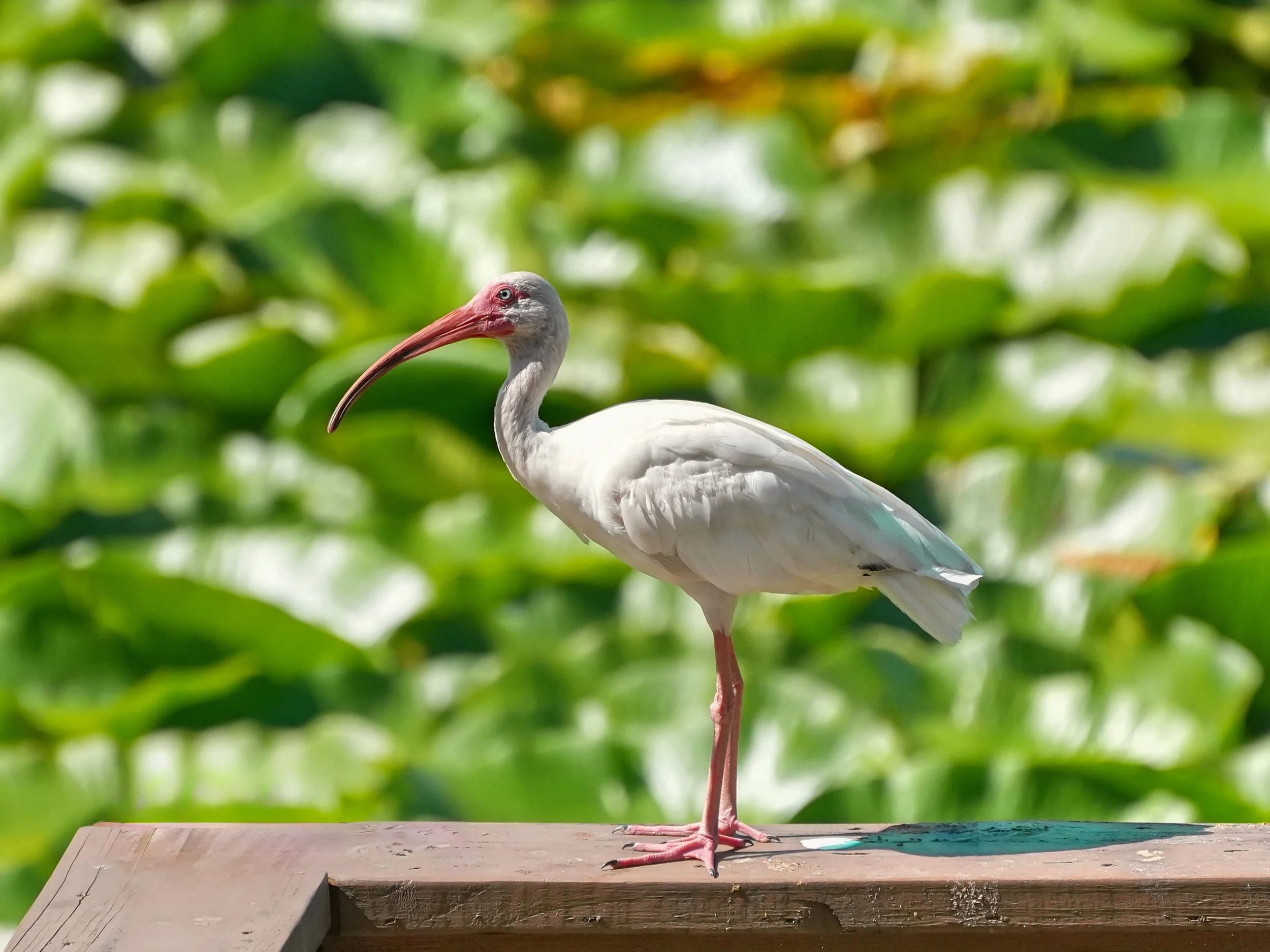 2026-7-16 - White Ibis in front of lily pads.jpg