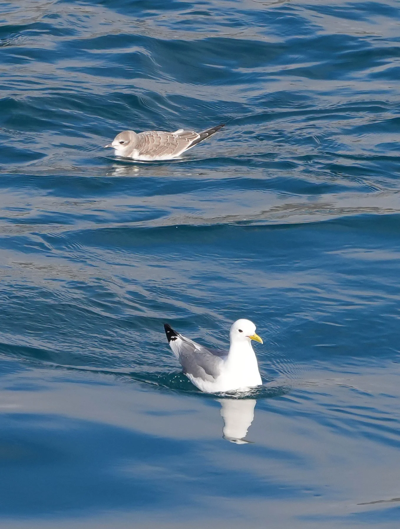 2026-8-24 - Fury Beach - Black-legged Kittiwake and juvenile Sabines Gull 2.JPG