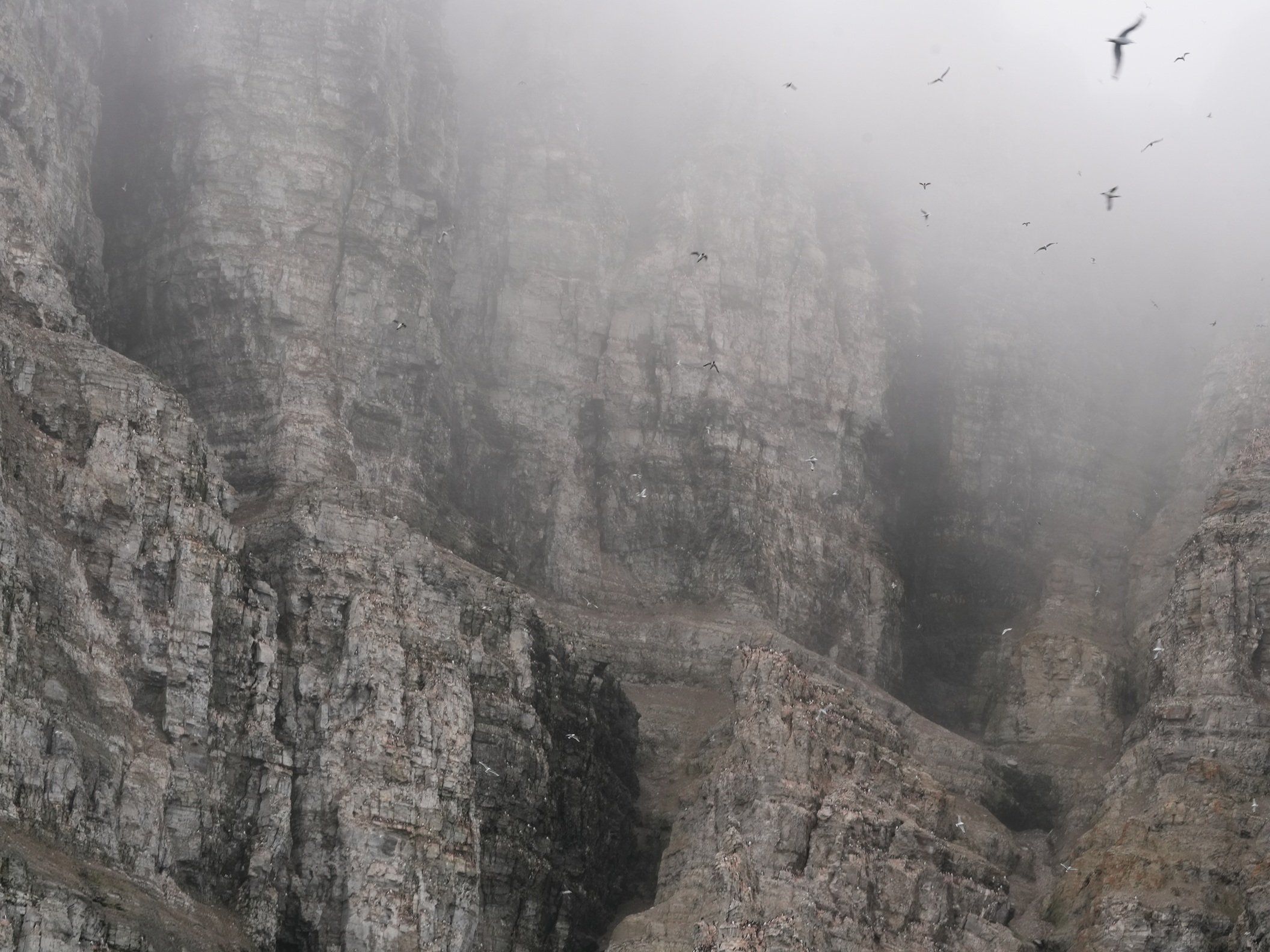 2026-8-25 - Prince Leopold Island - cliffs 3 - small.jpg