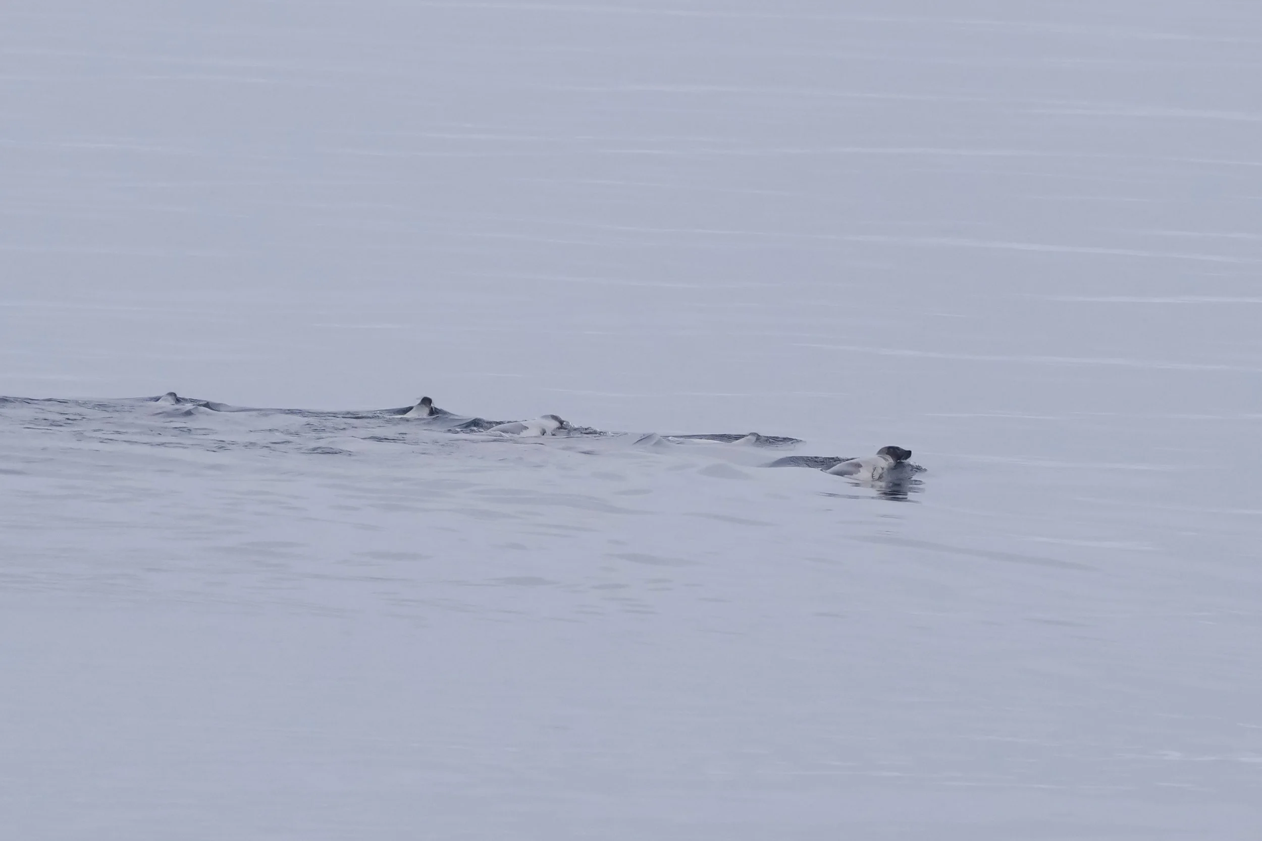 2026-8-23 - Bellot Strait approach - Harp seals (4).JPG