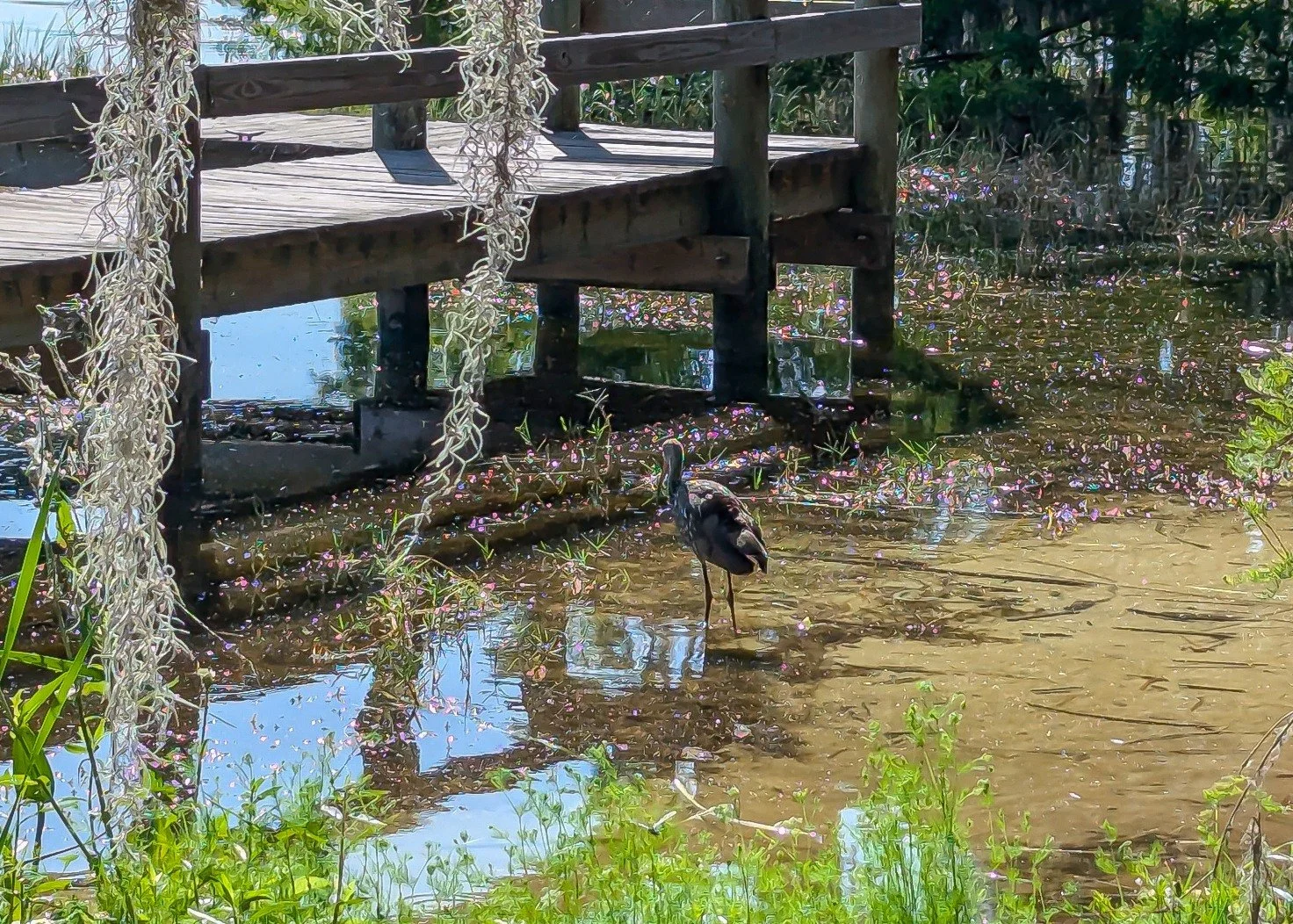 2026-4-25 - Limpkin at Trimble park with mysterious flowers in the lake.jpg