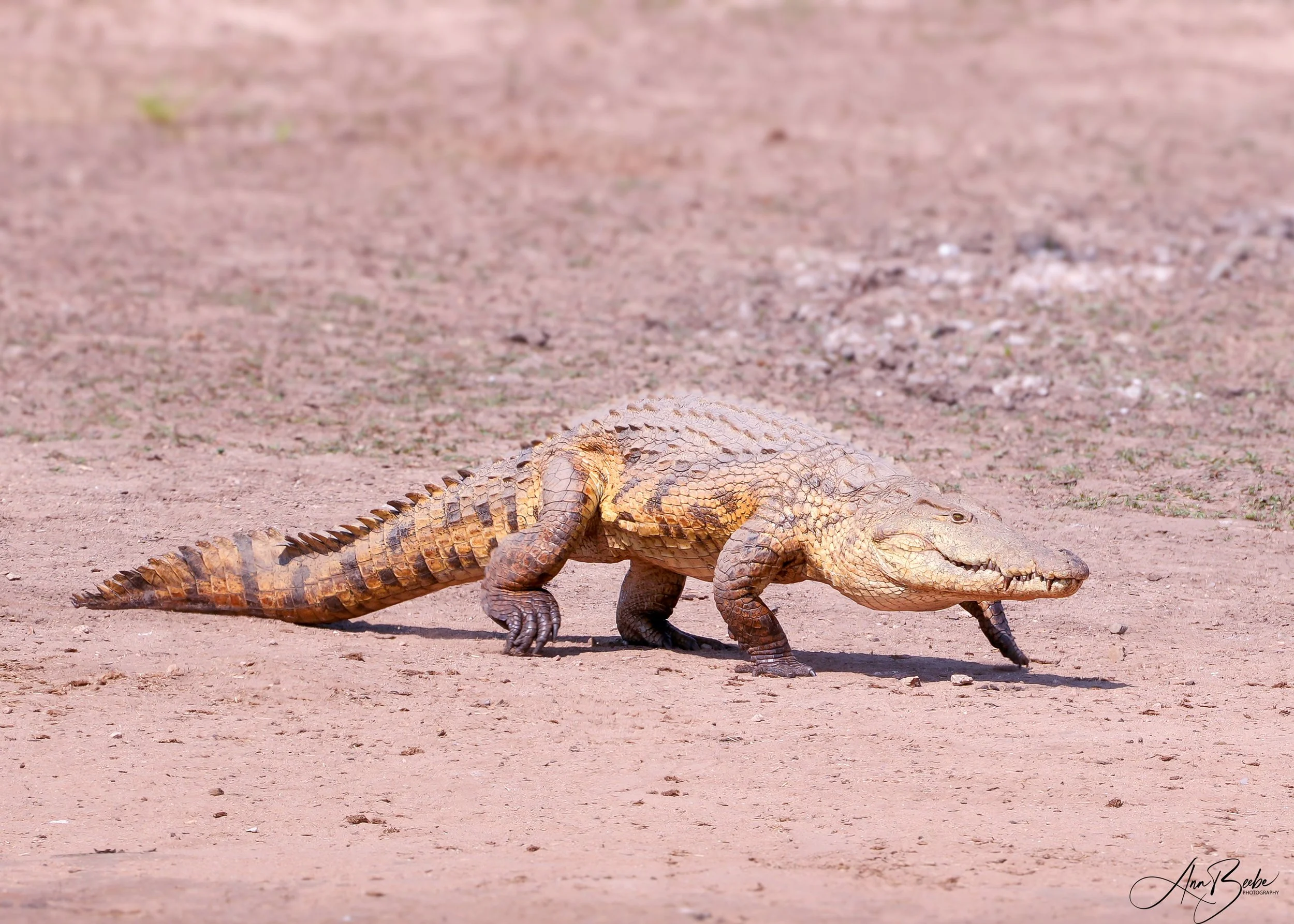 Crocodile - signed.jpg