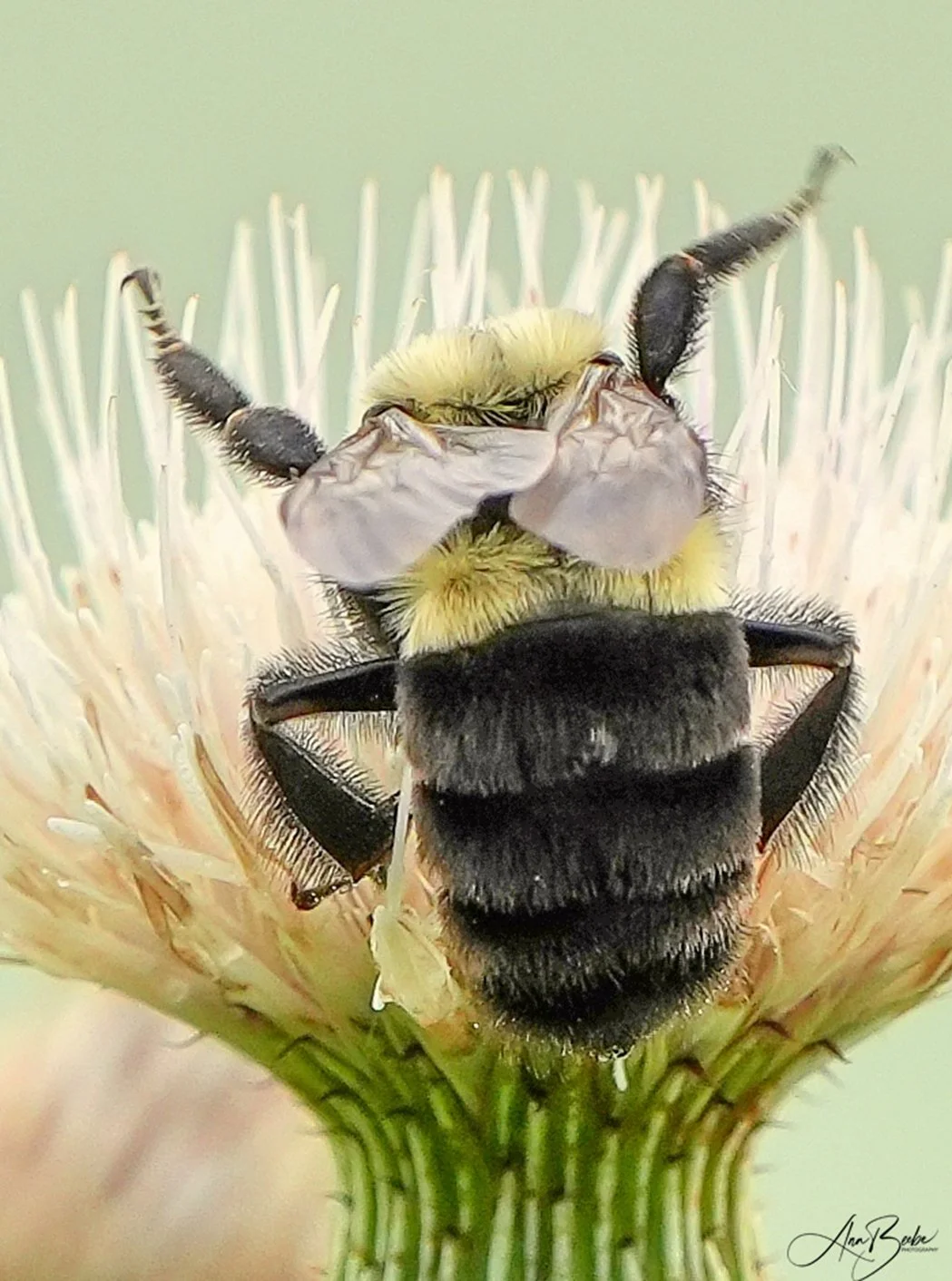 bee close up - signed.jpg
