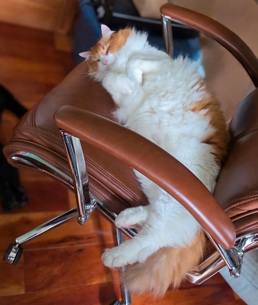 2026-7-21 - Mischief in chair 2e.jpg