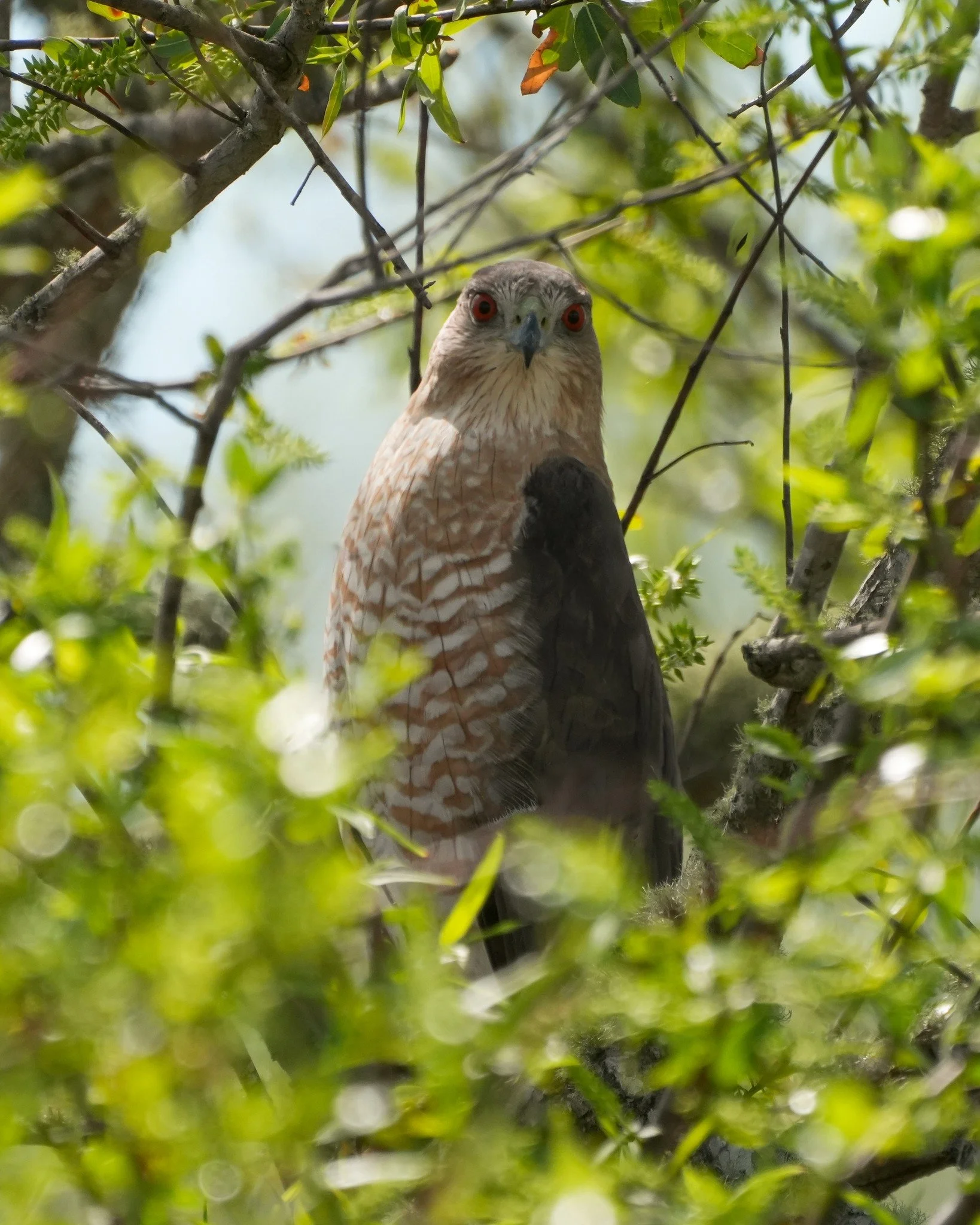2026-2-20 - Coopers Hawk.jpg