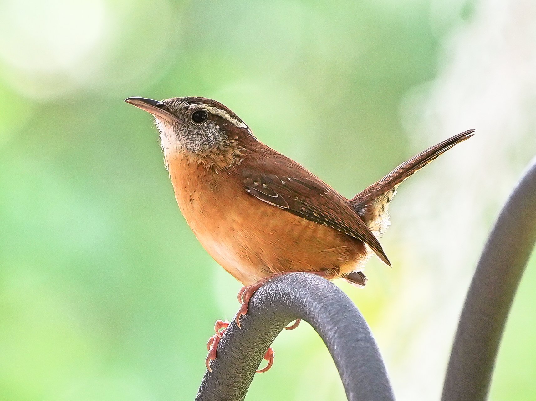 2026-5-2 - Carolina Wren.jpg