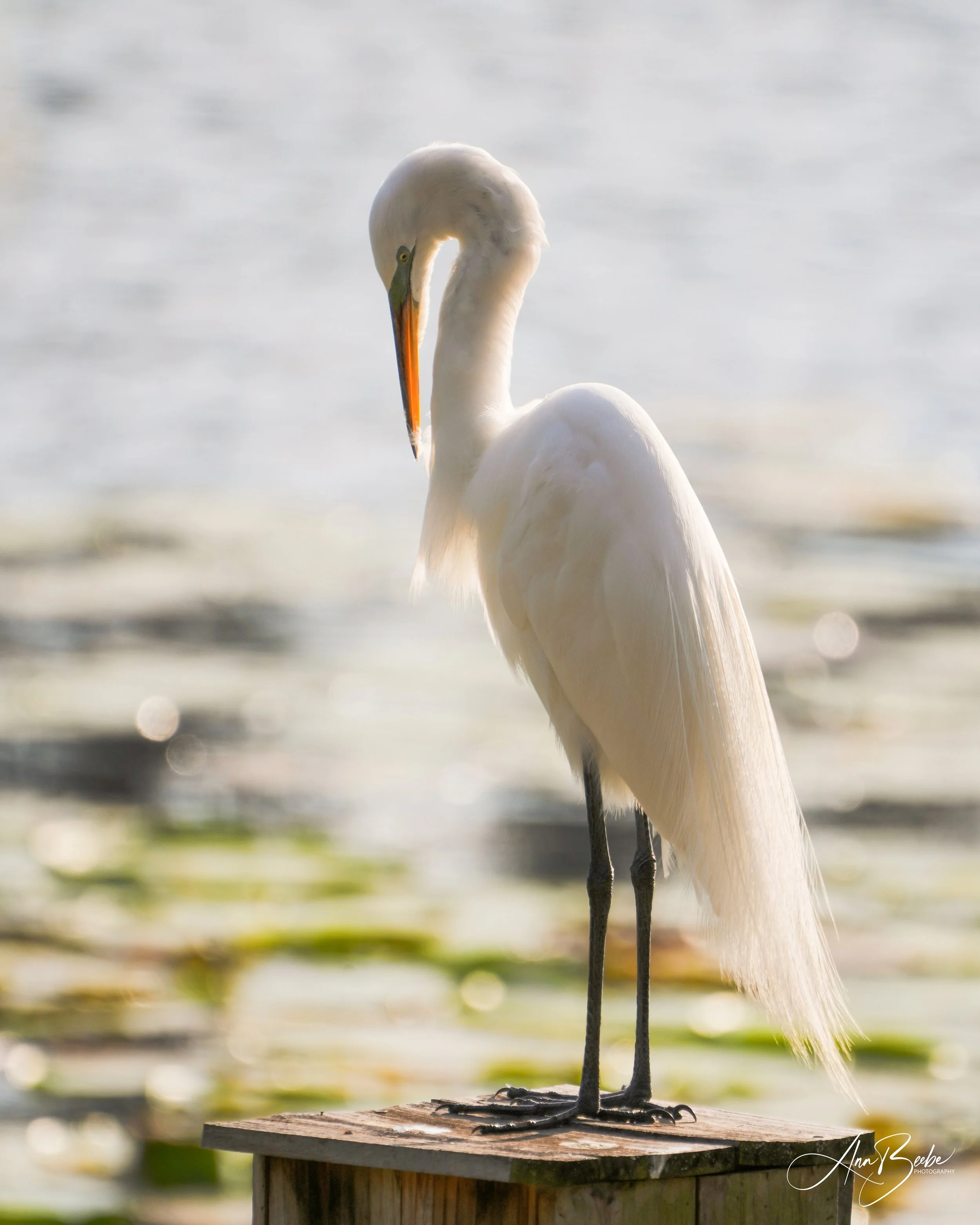2026-2-26 - Great Egret on duck box 3 small.jpg
