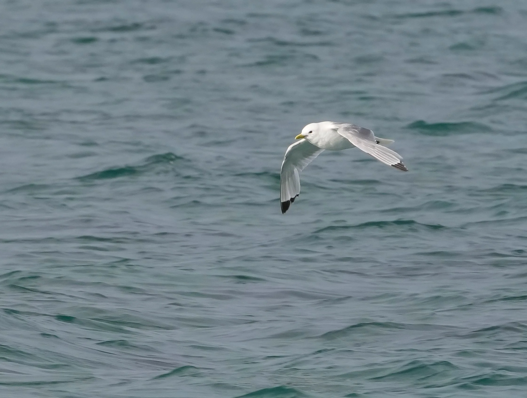 2026-8-25 - Port Leopold - Black-legged Kittiwake flying 1.JPG