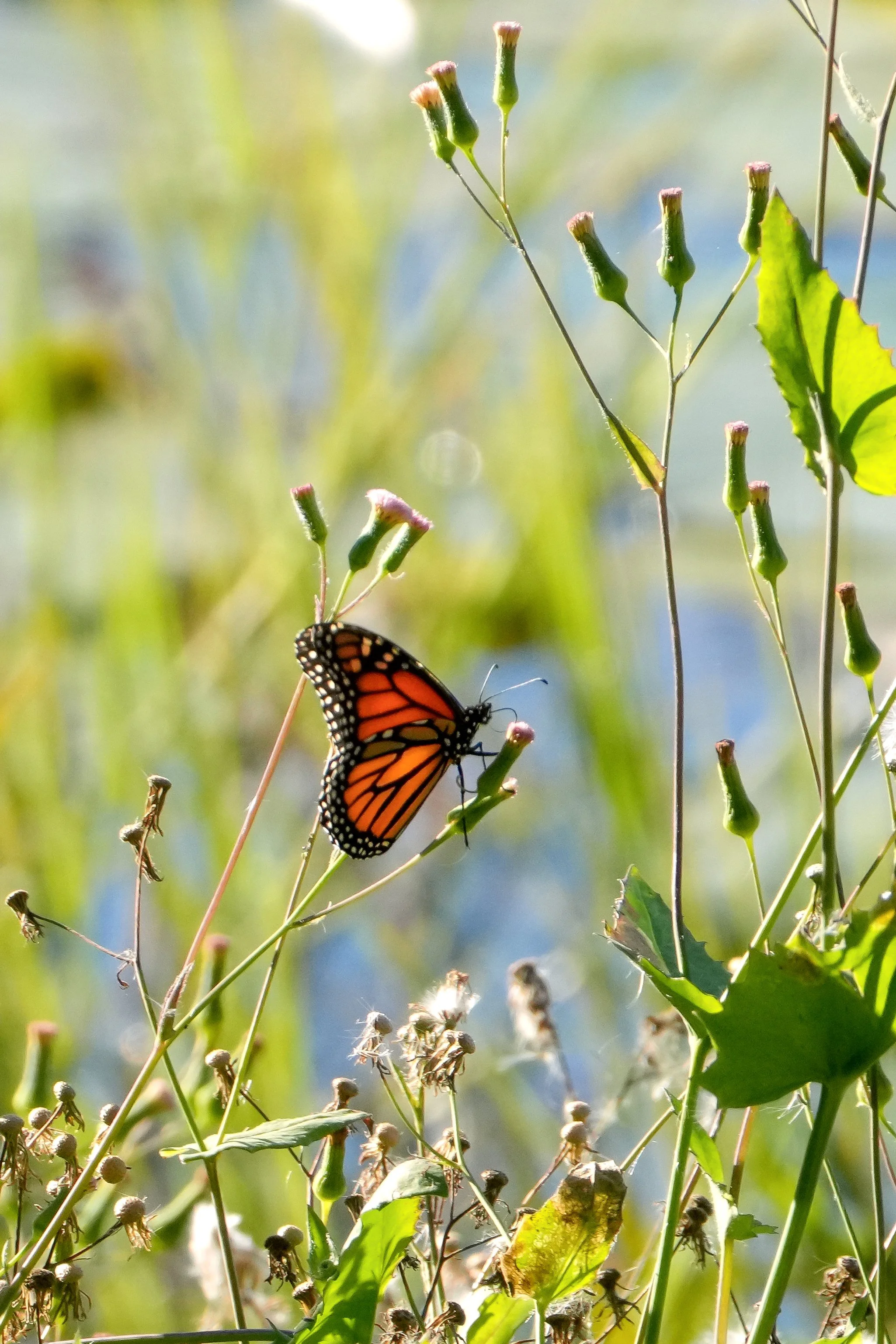 2026-1-3 - Eustis FL - Monarch Butterfly.jpg