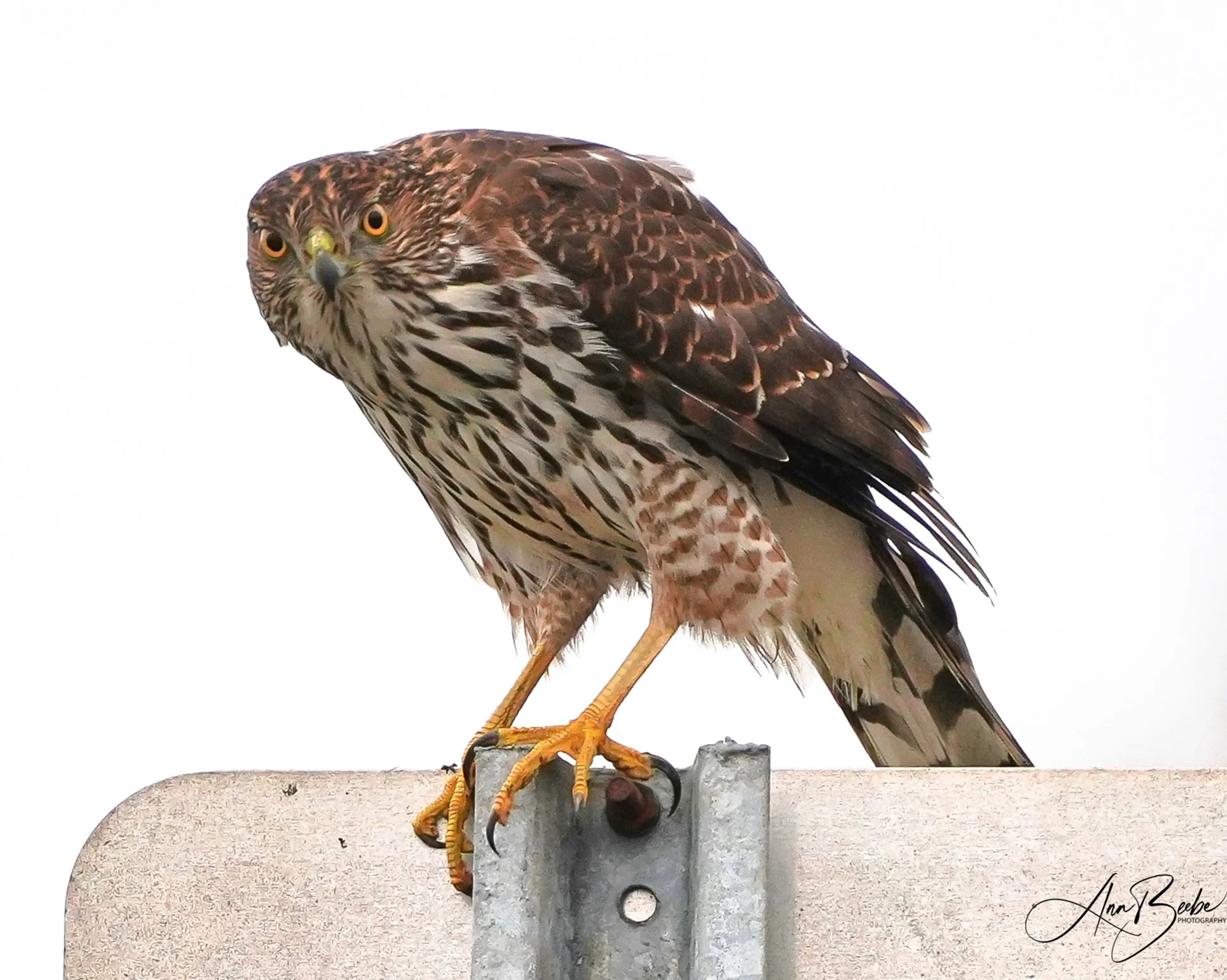 Cooper's Hawk 4 - signed.jpg