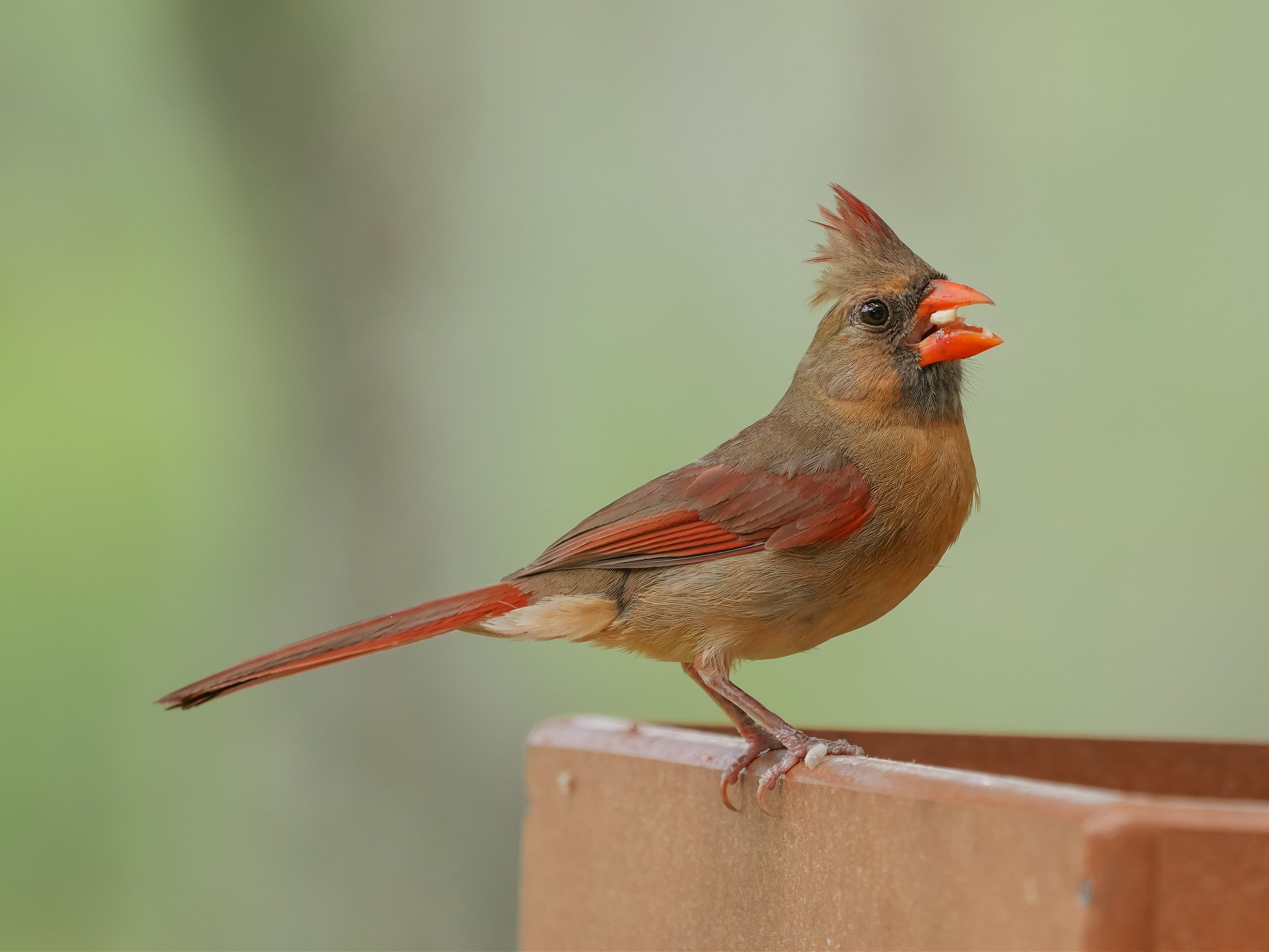 2026-7-20 - Female cardinal with seed in her beak 1.jpg