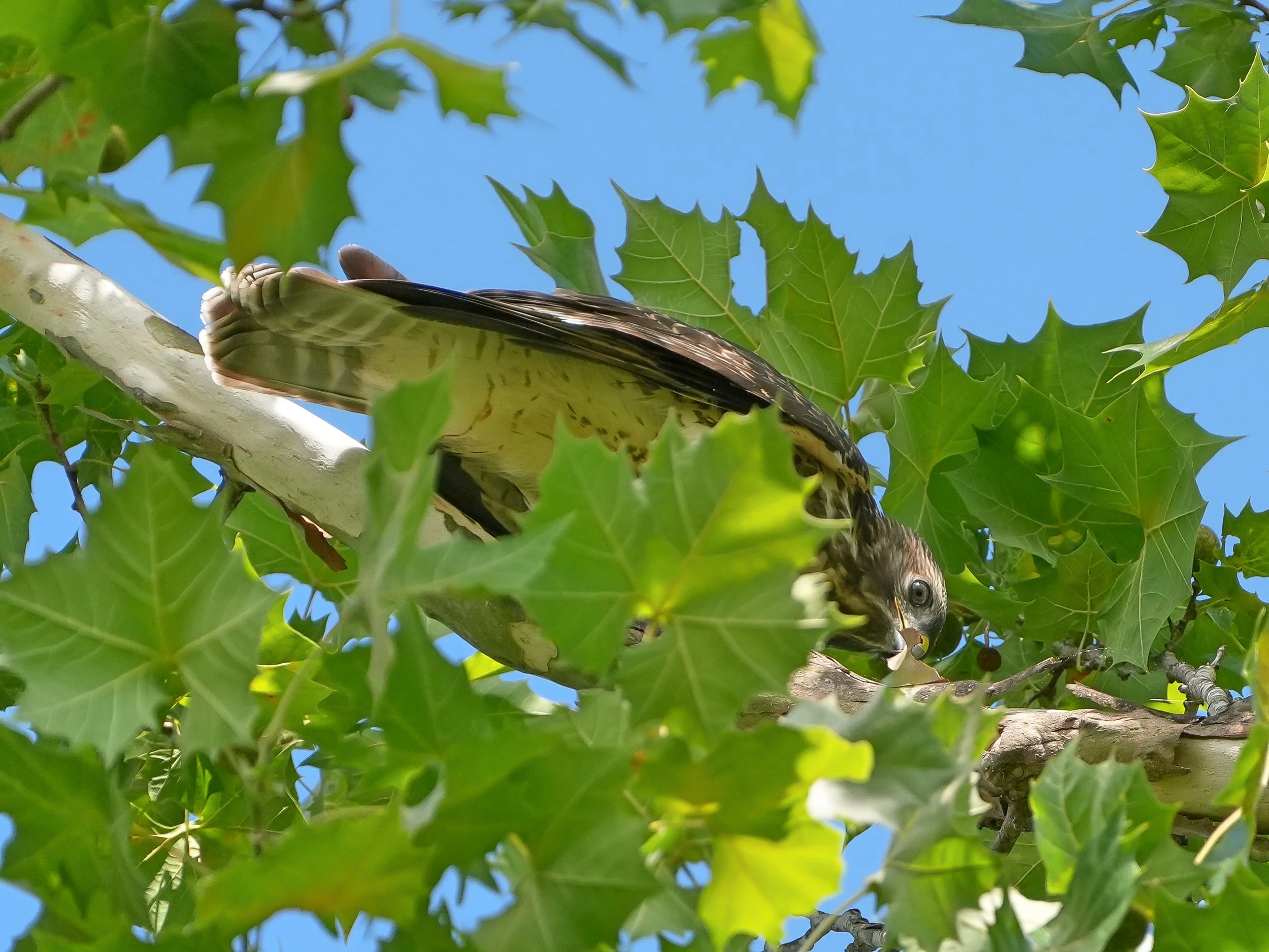Day 174: This juvenile Red-shouldered Hawk is peeling back the bark in a Sycamore tree. I suspect he's looking for cicadas to eat - the trees are all buzzing with them this time of year! 