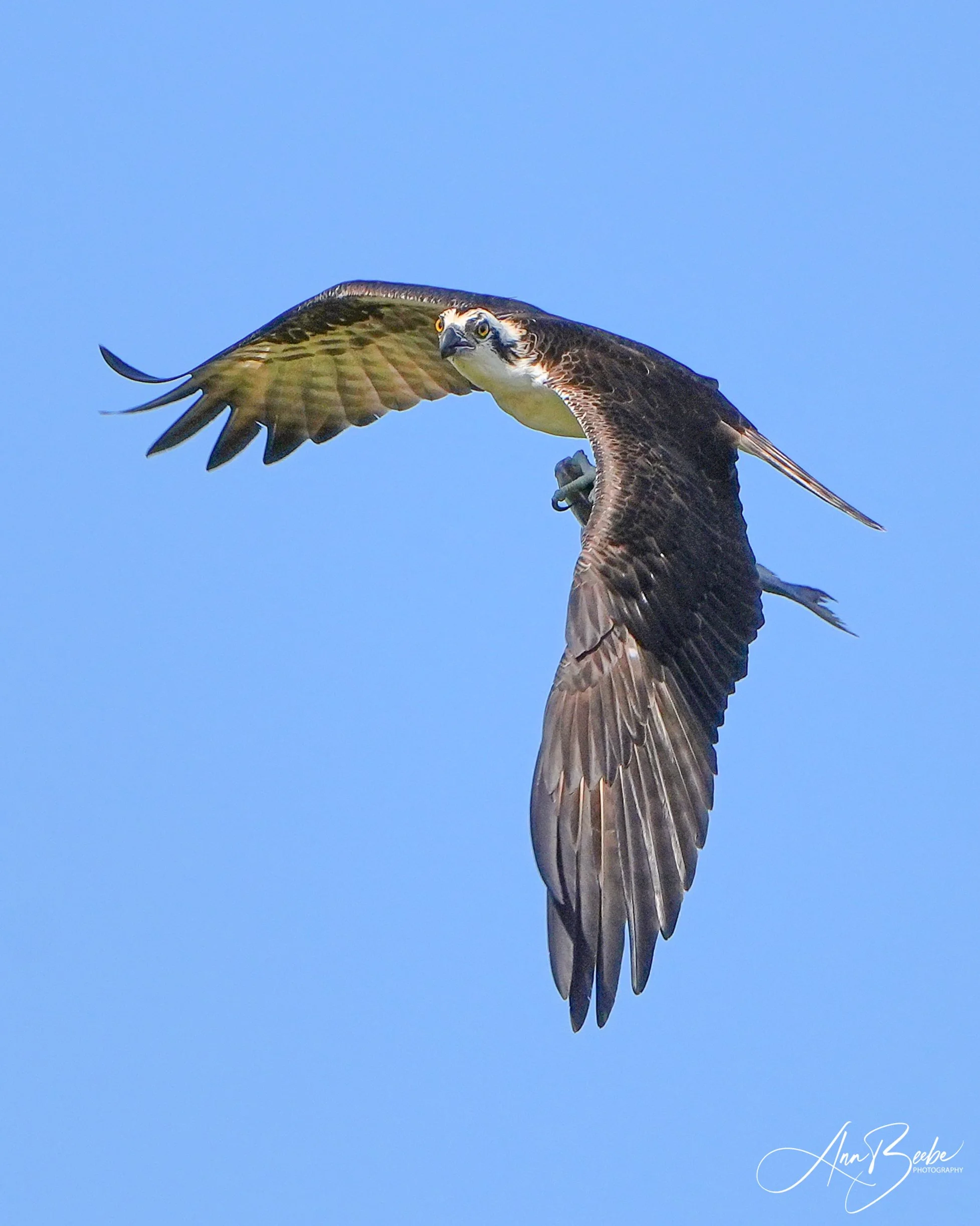 0 Osprey flying with fish 000000 signed.jpg