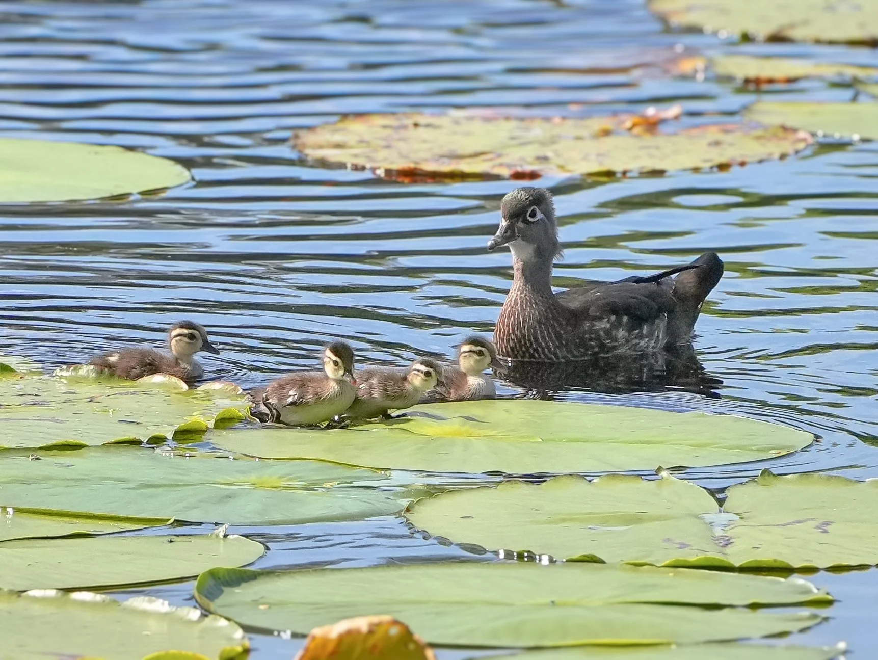 2026-4-2 - Female Wood Duck with babies.jpg