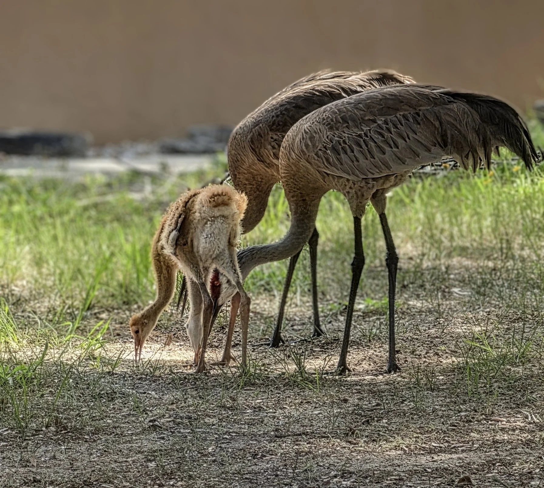 2026-6-18 - Sandhill Crane parents with babies.jpg
