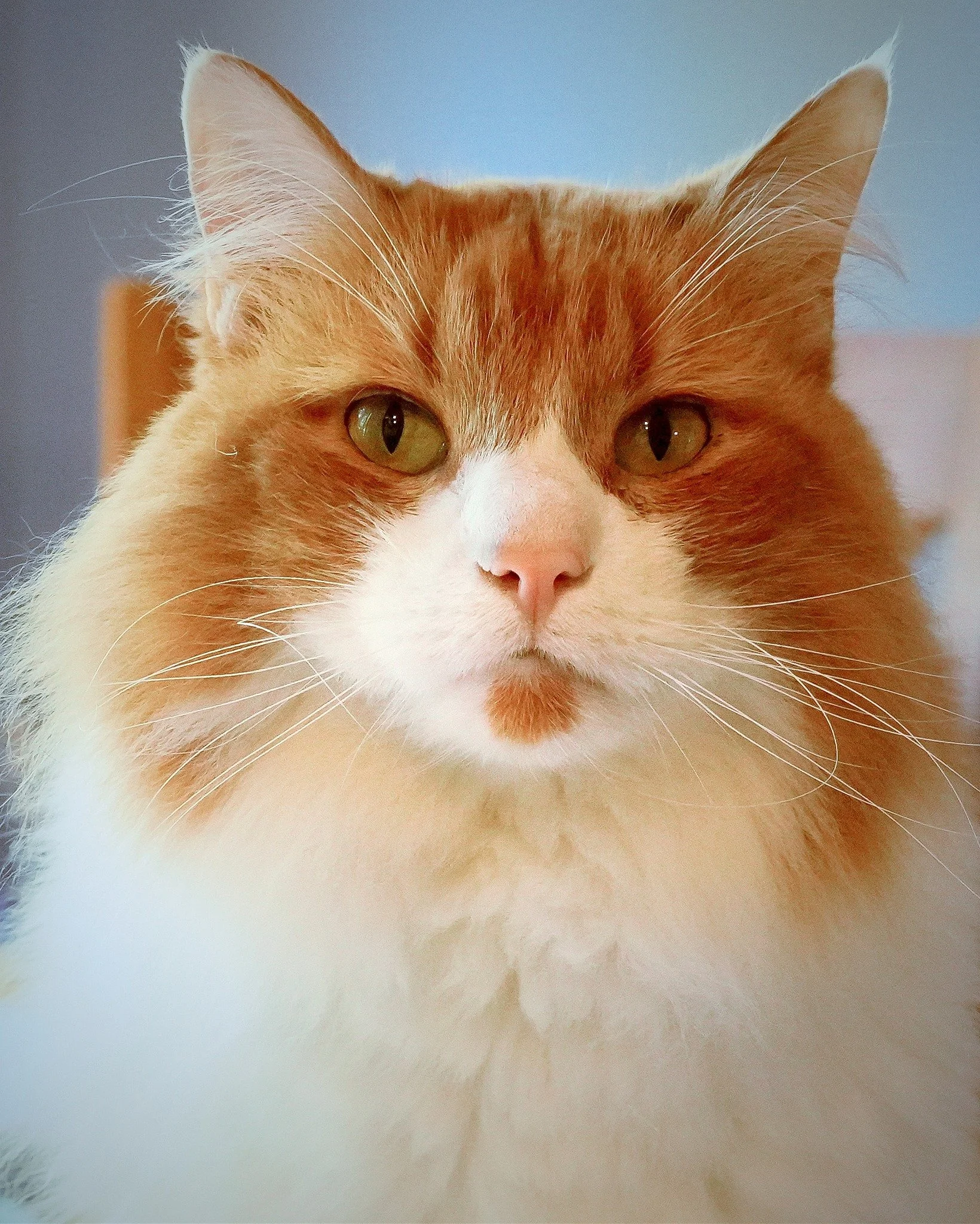 2026-4-18 - Mischief says happy Caturday.jpg