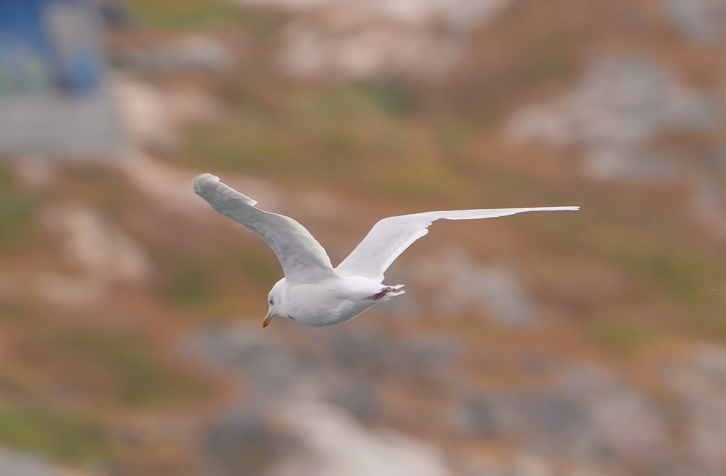 2026-8-31 - Ilulissat - what bird gulls 3.JPG