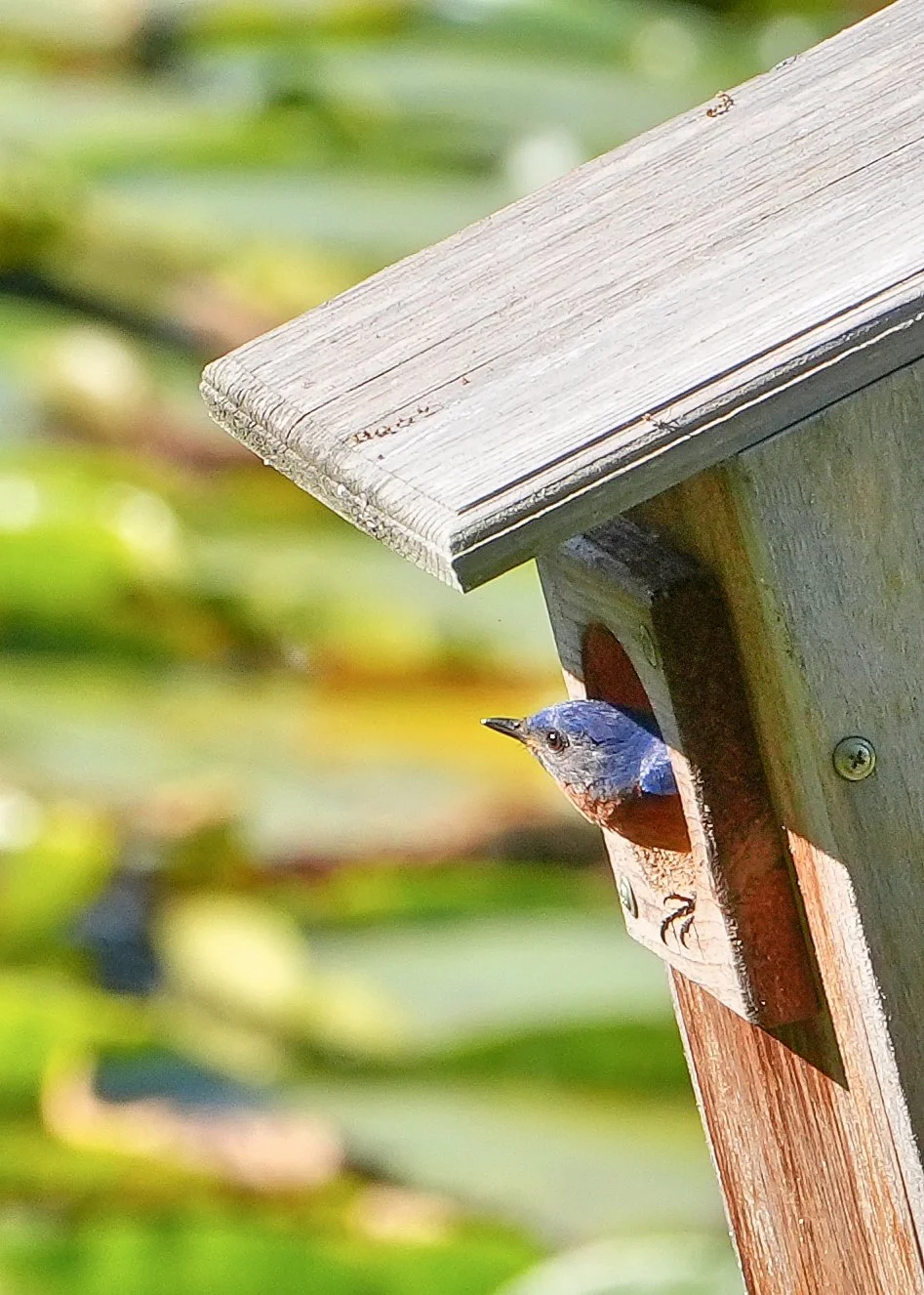 2026-4-17 - Bluebird peeking out of nest box.jpg