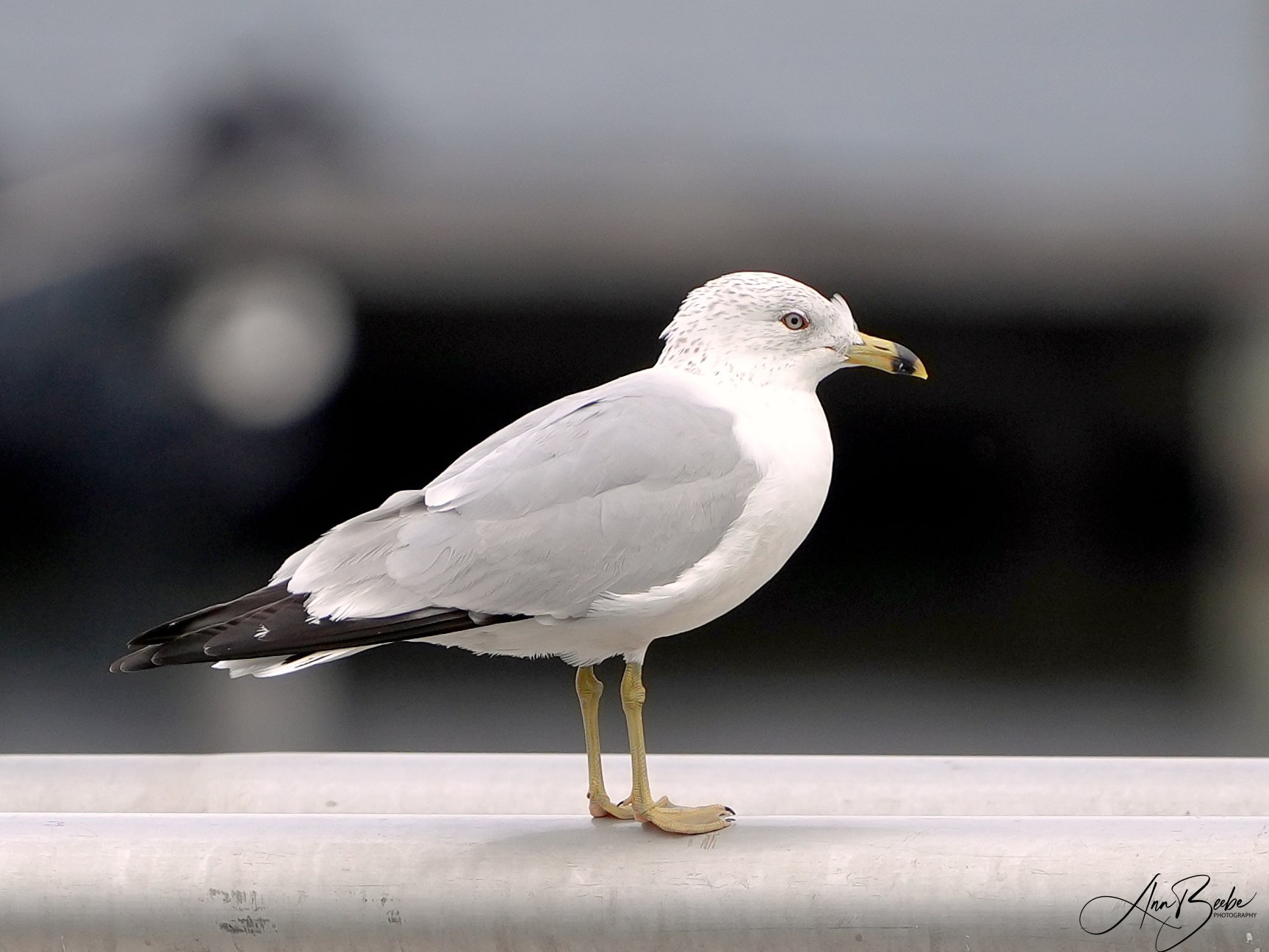 0 Ring-billed Gull at Lake Dora (1) signed.jpg