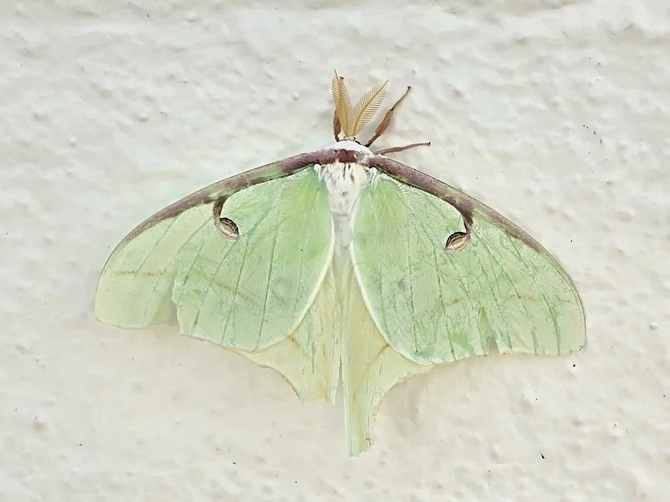 2026-6-11 - Luna Moth.jpg