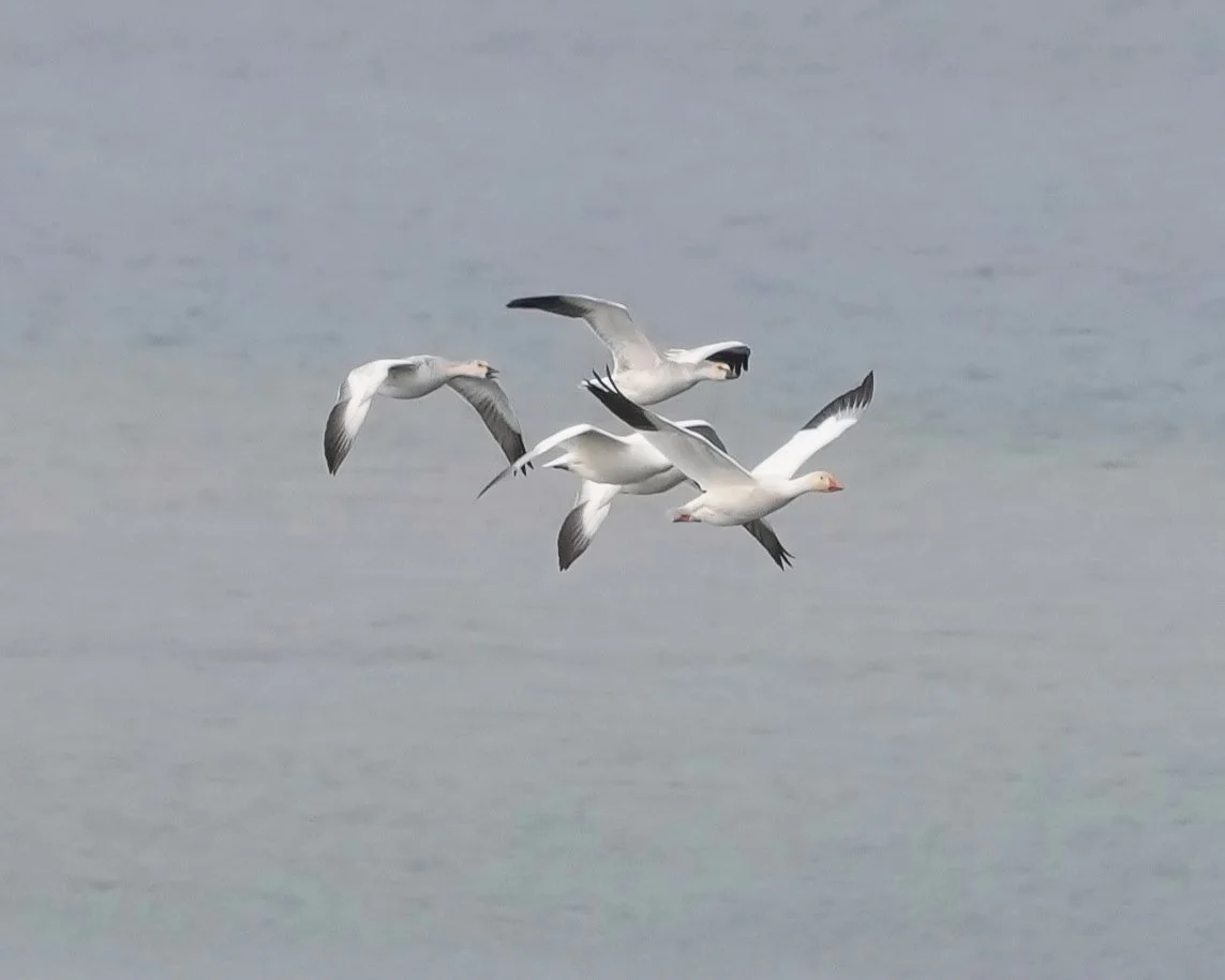 2026-8-22 - Gjoa Haven - Snow geese in flight 1.JPG