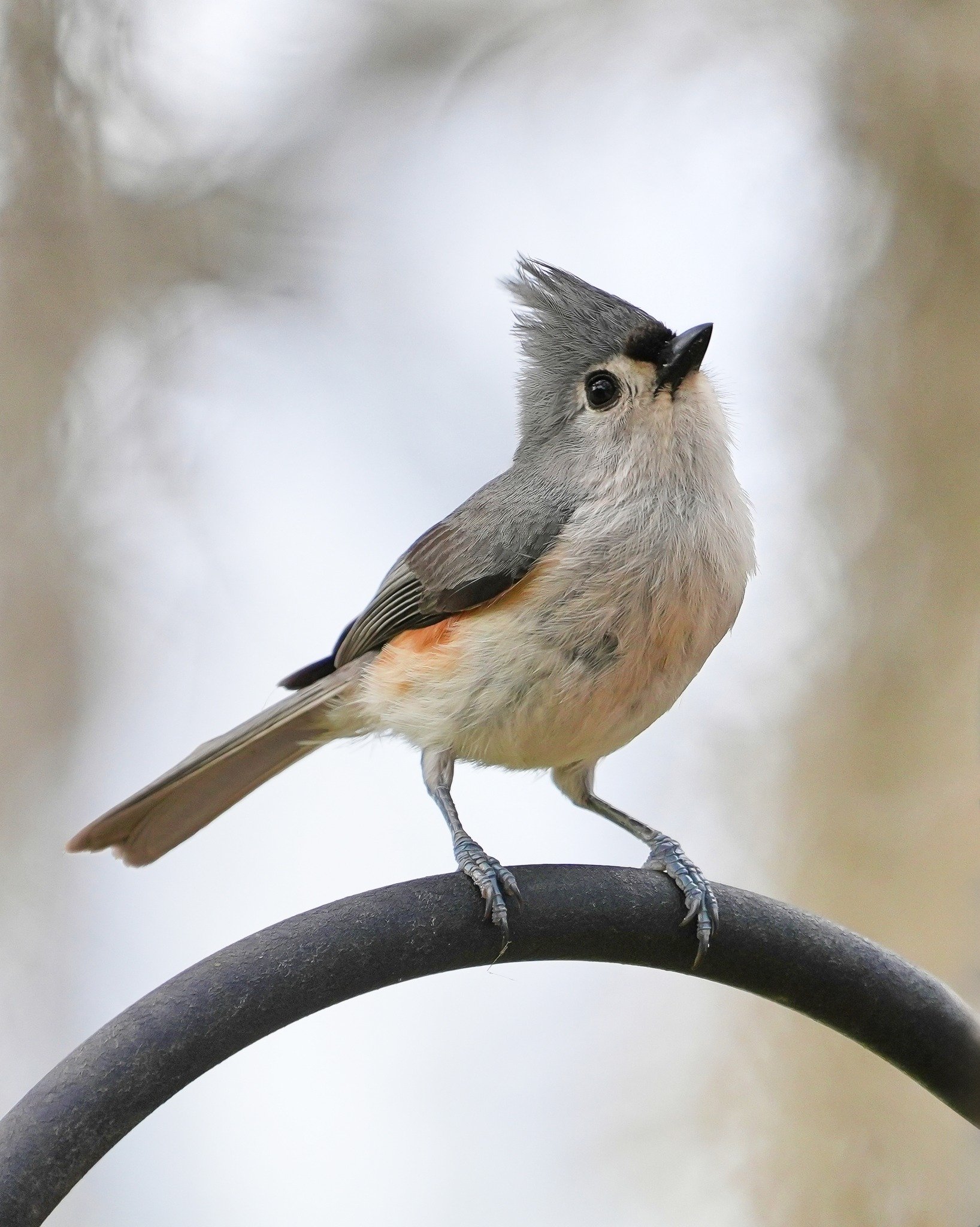2026-3-29 - Tufted Titmouse on my feeder pole.jpg