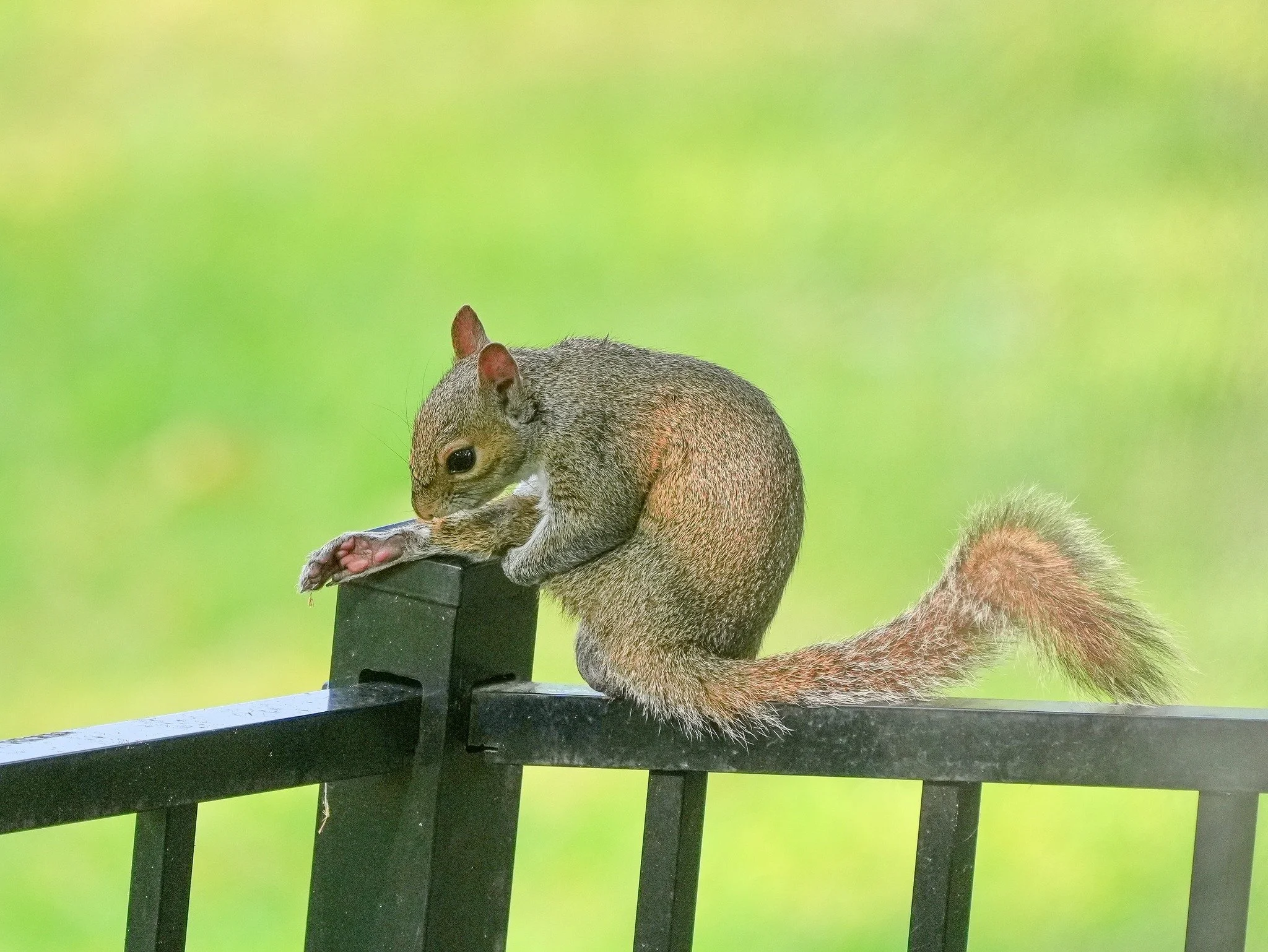 2026-5-8 - Eastern Gray Squirrel grooming on the fence rail.jpg