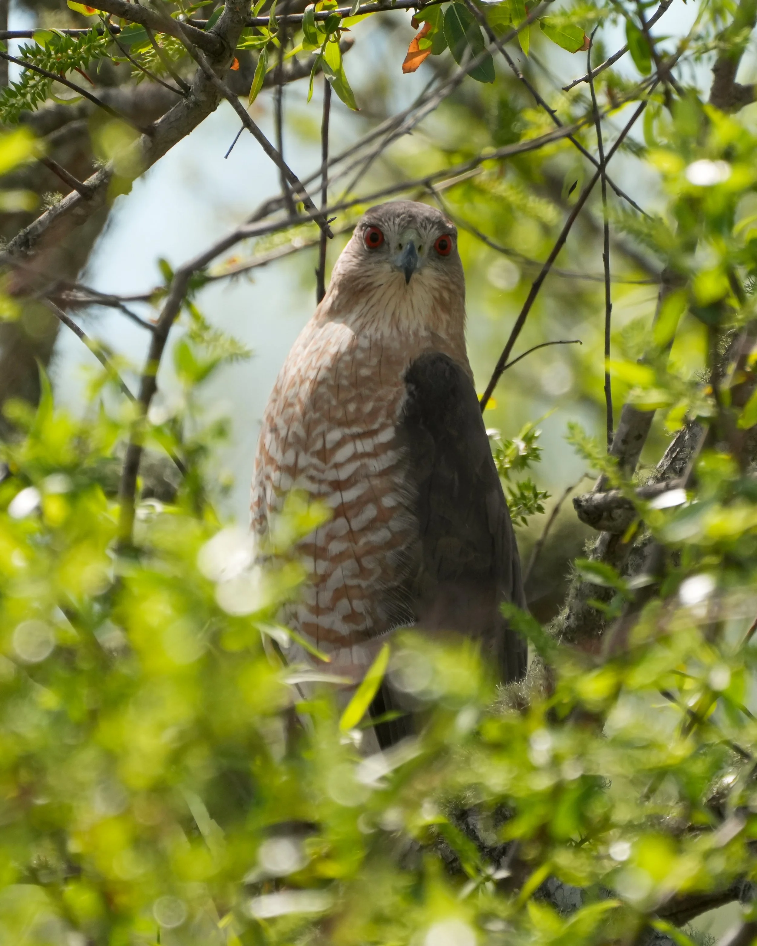 2026-1-20 - Coopers Hawk in tree.jpg