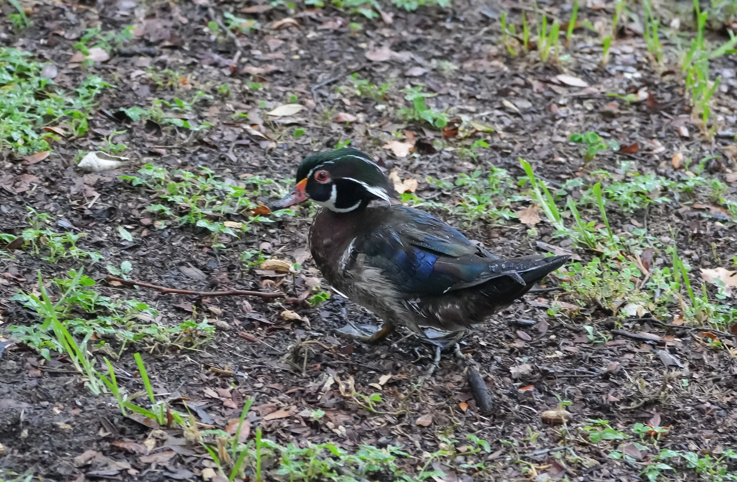 2026-7-13 - Wet Wood Duck in the yard `.jpg