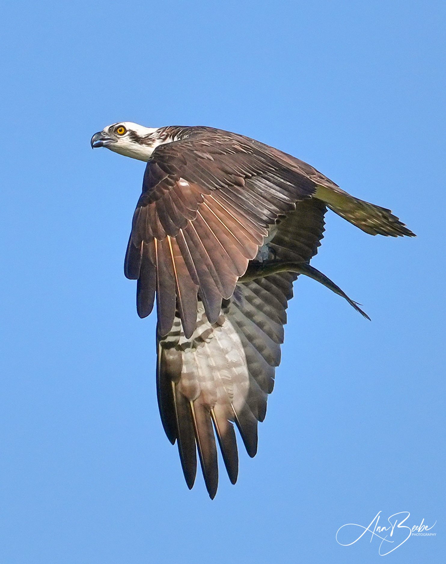 0 Osprey flying with fish 000 signed.jpg